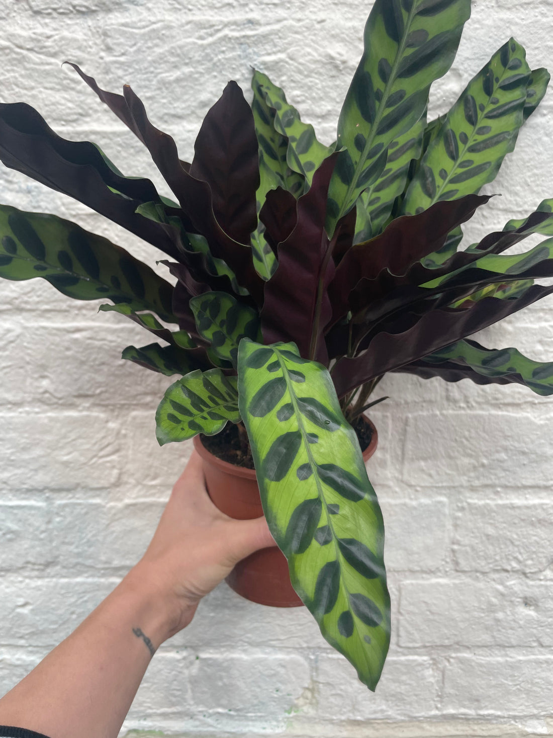 Goeppertia insignis syn. Calathea lancifolia (Rattlesnake plant/ Prayer Plant)