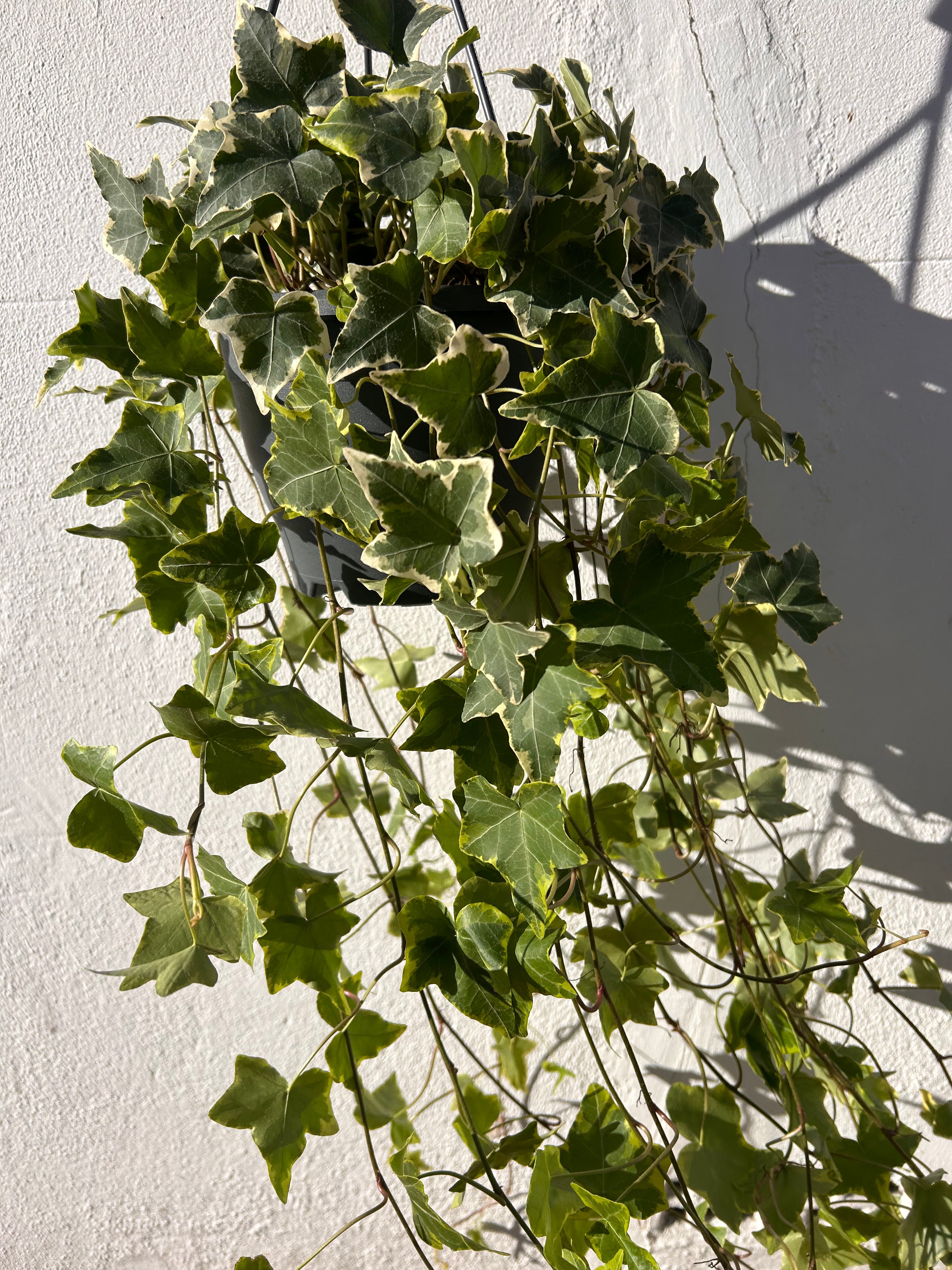 Hedera helix &