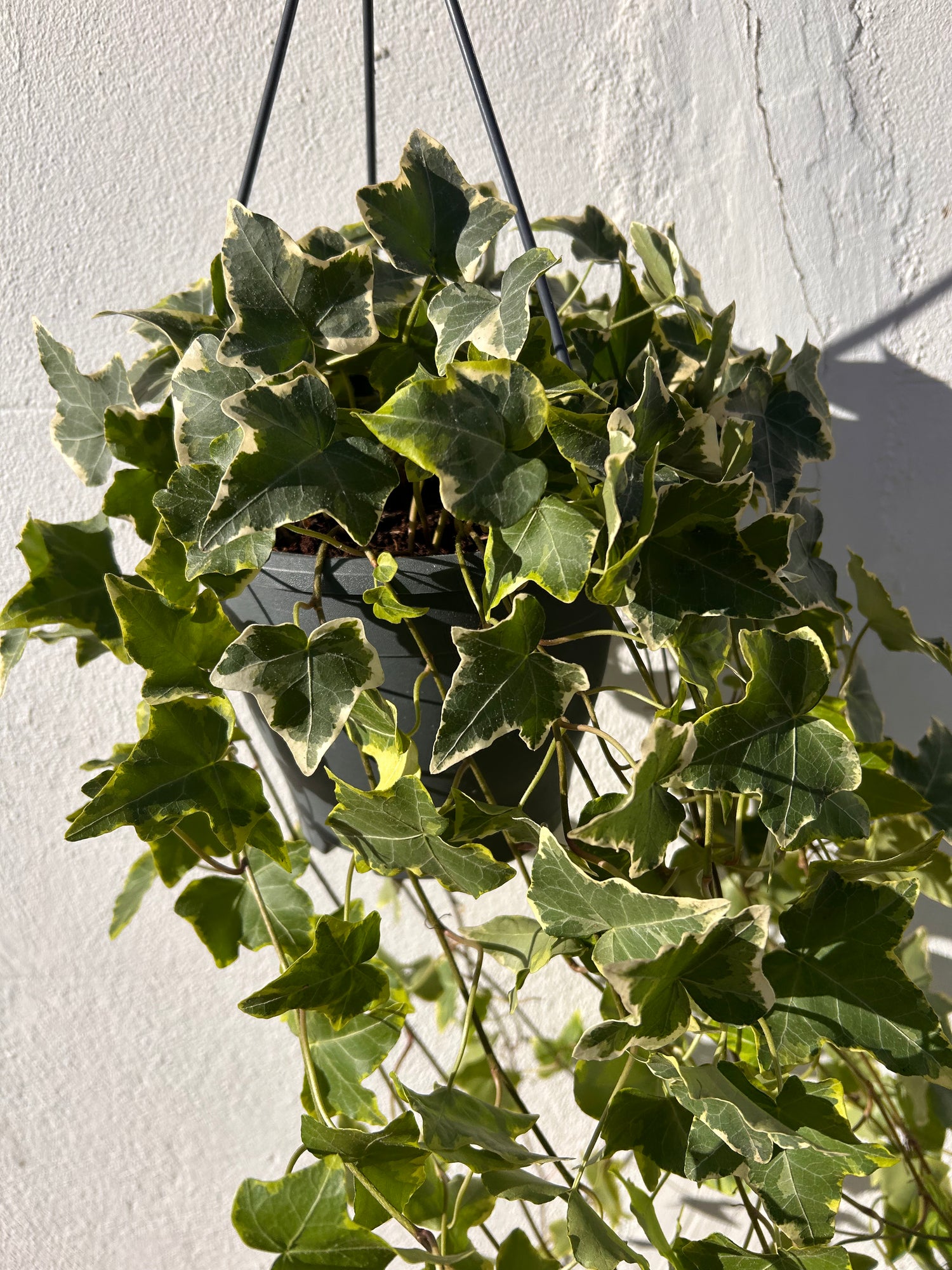 Hedera helix &