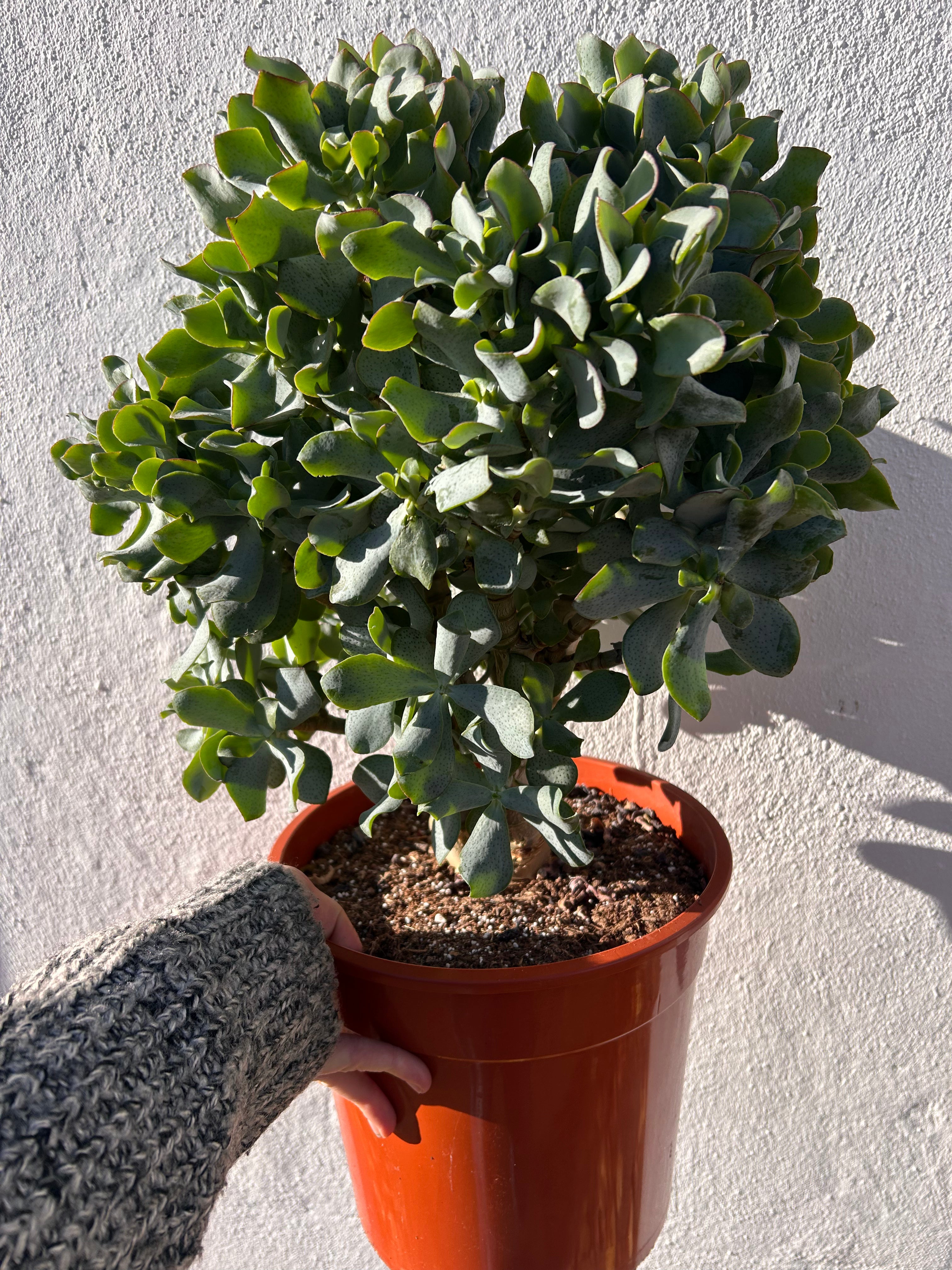 Crassula &