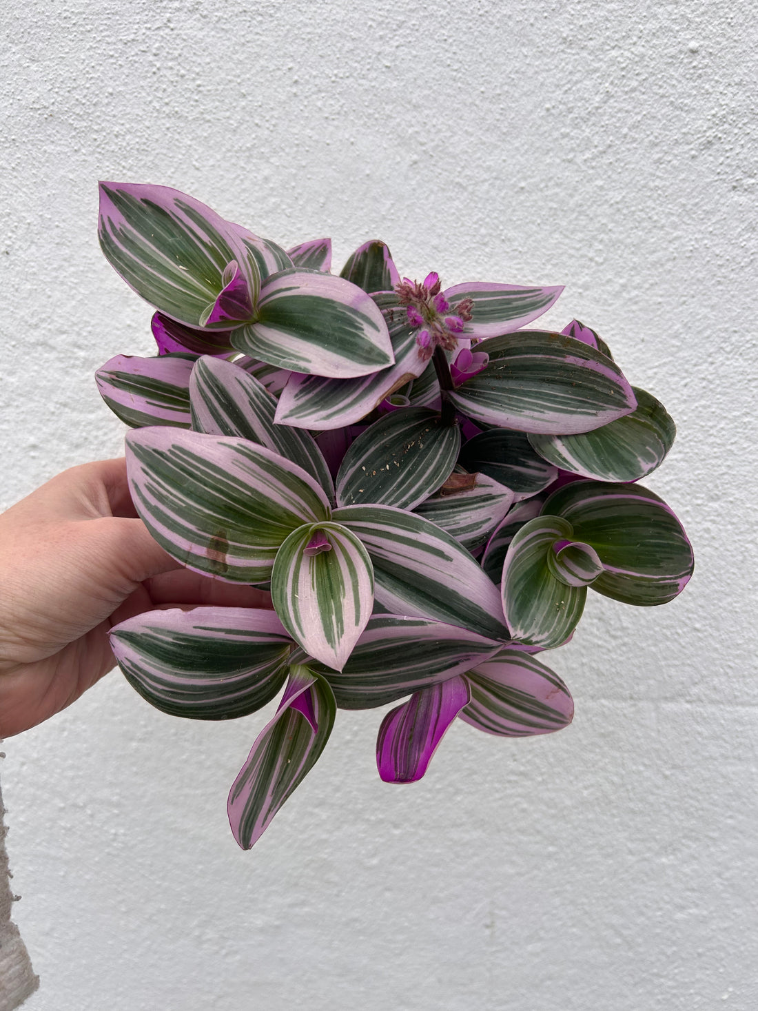 Tradescantia &