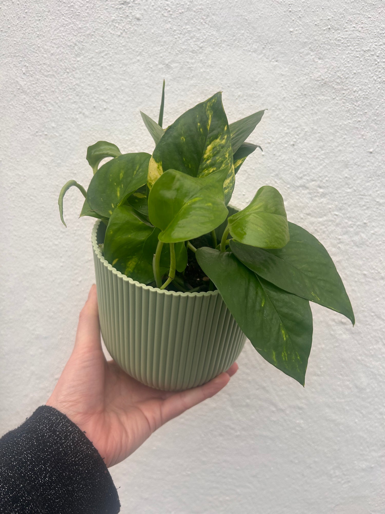 Epipremnum aureum (Golden Pothos/Devils Ivy)