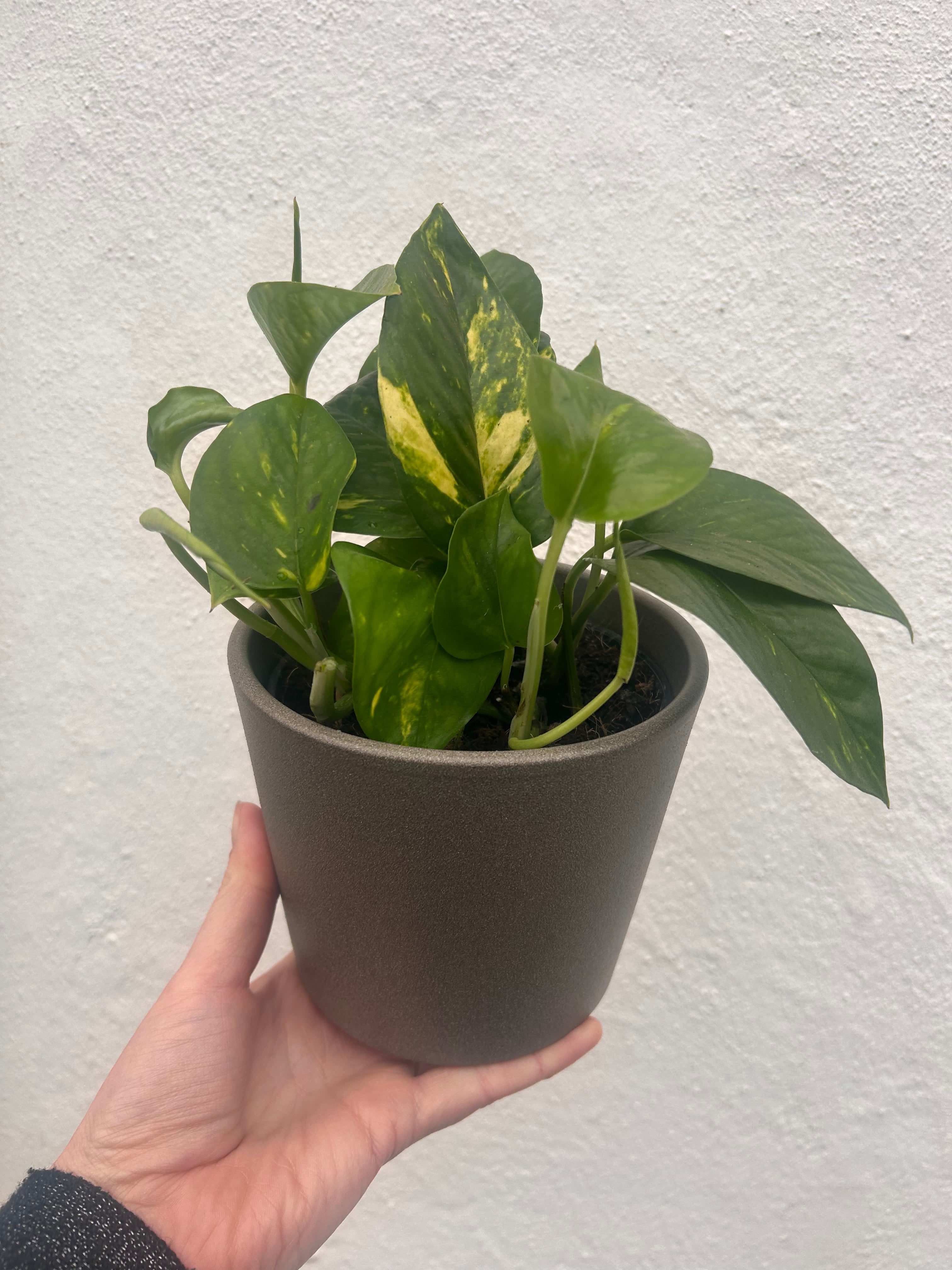 Epipremnum aureum (Golden Pothos/Devils Ivy)