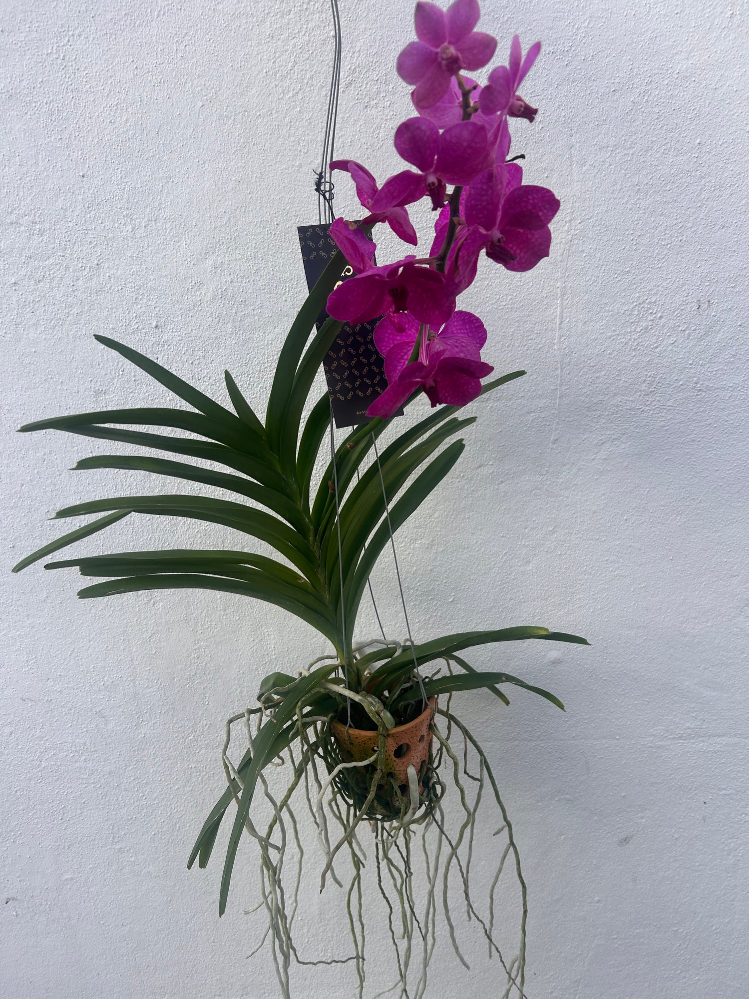 Vanda hybrid Orchid (Purple Flowers)