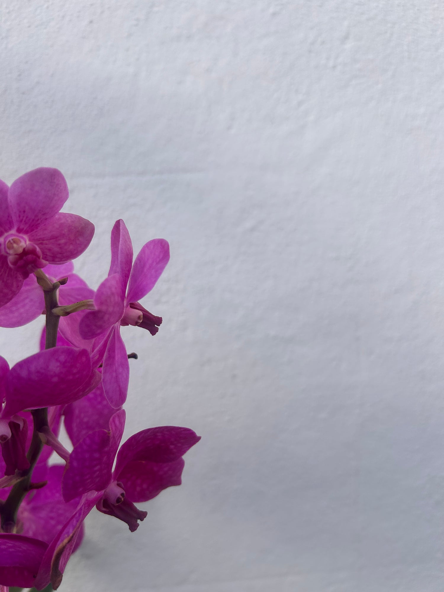 Vanda hybrid Orchid (Purple Flowers)