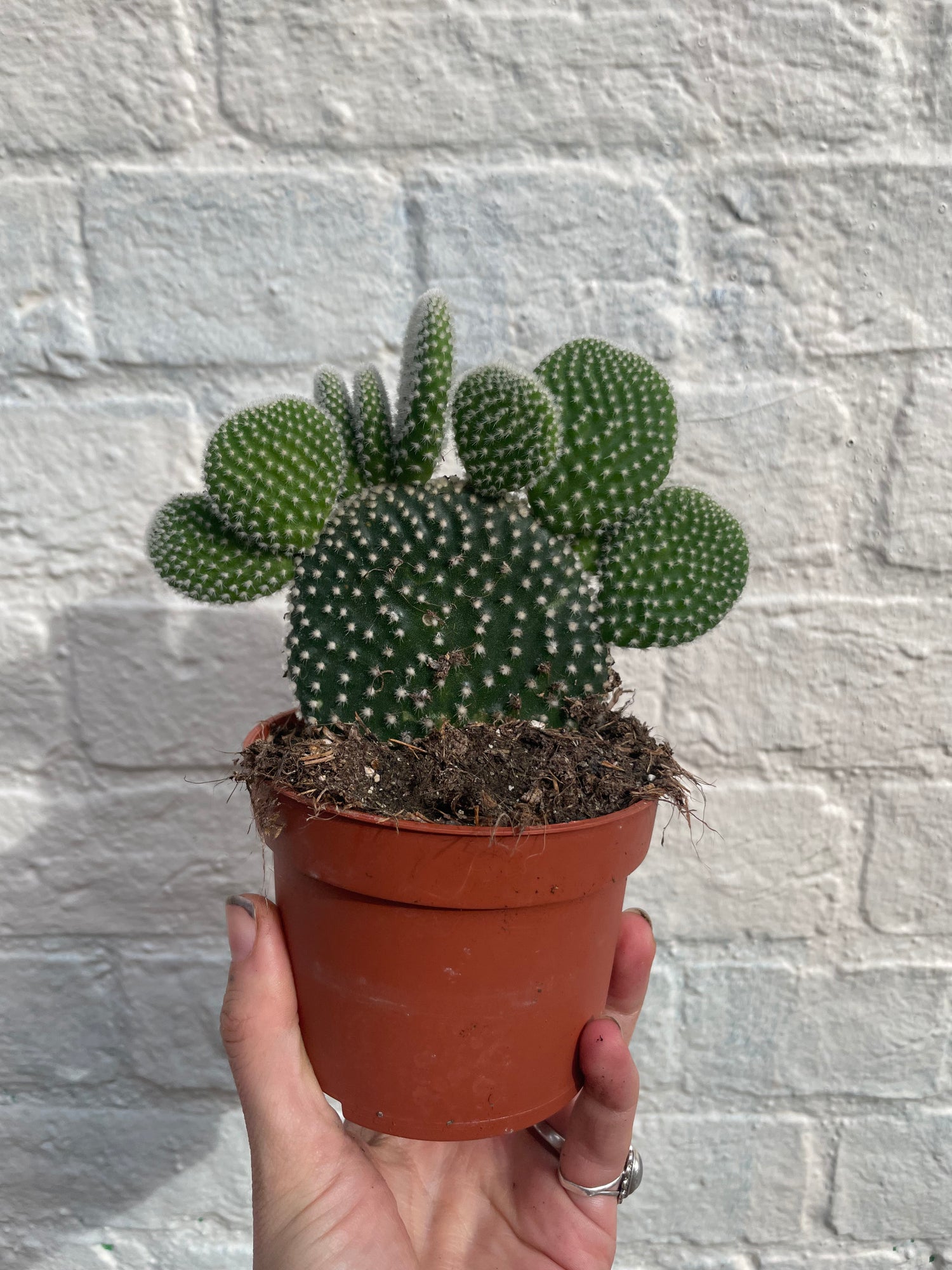 Opuntia microdasys Varieties (Bunny ear/ Angel wing cactus)