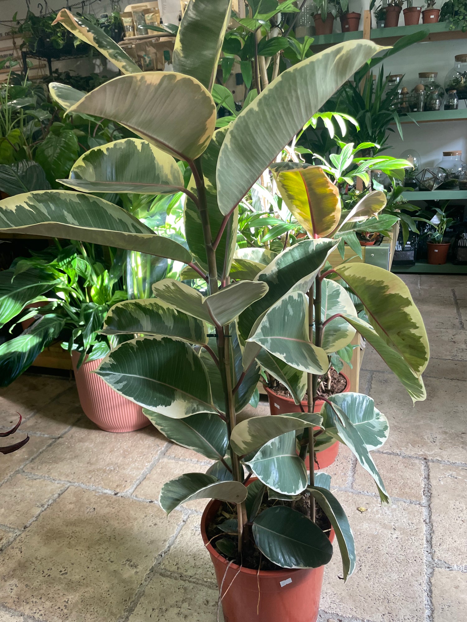 Ficus elastica (Rubber Plant) -4 varieties available