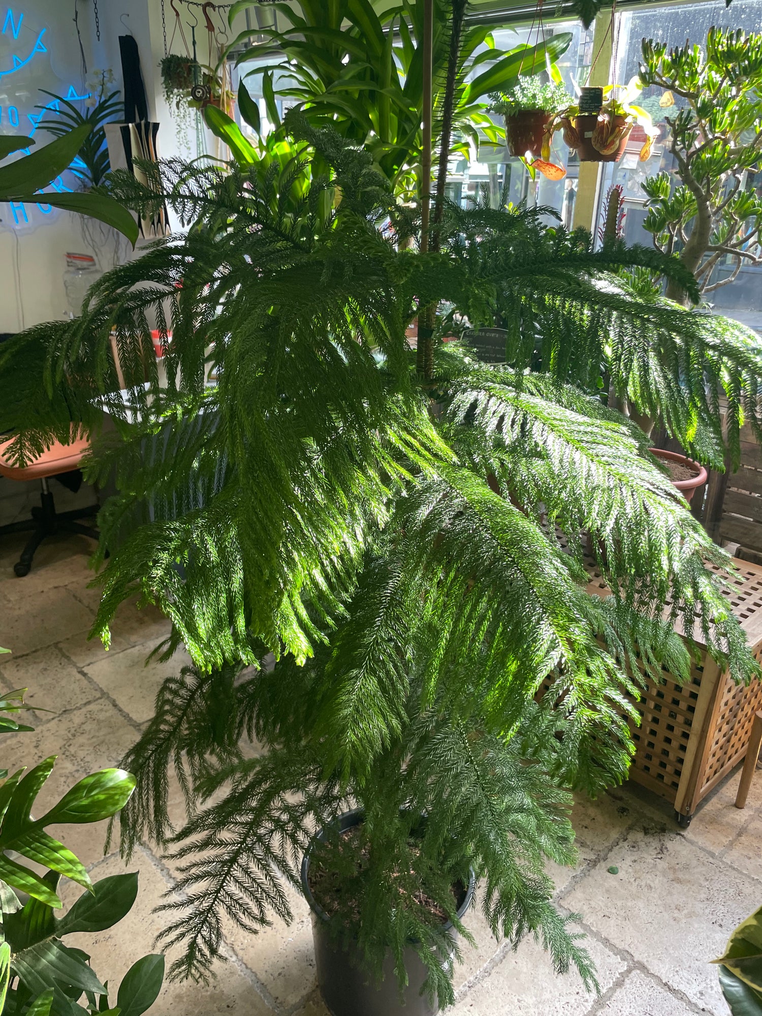 Araucaria heterophylla (Norfolk Island pine) Various sizes