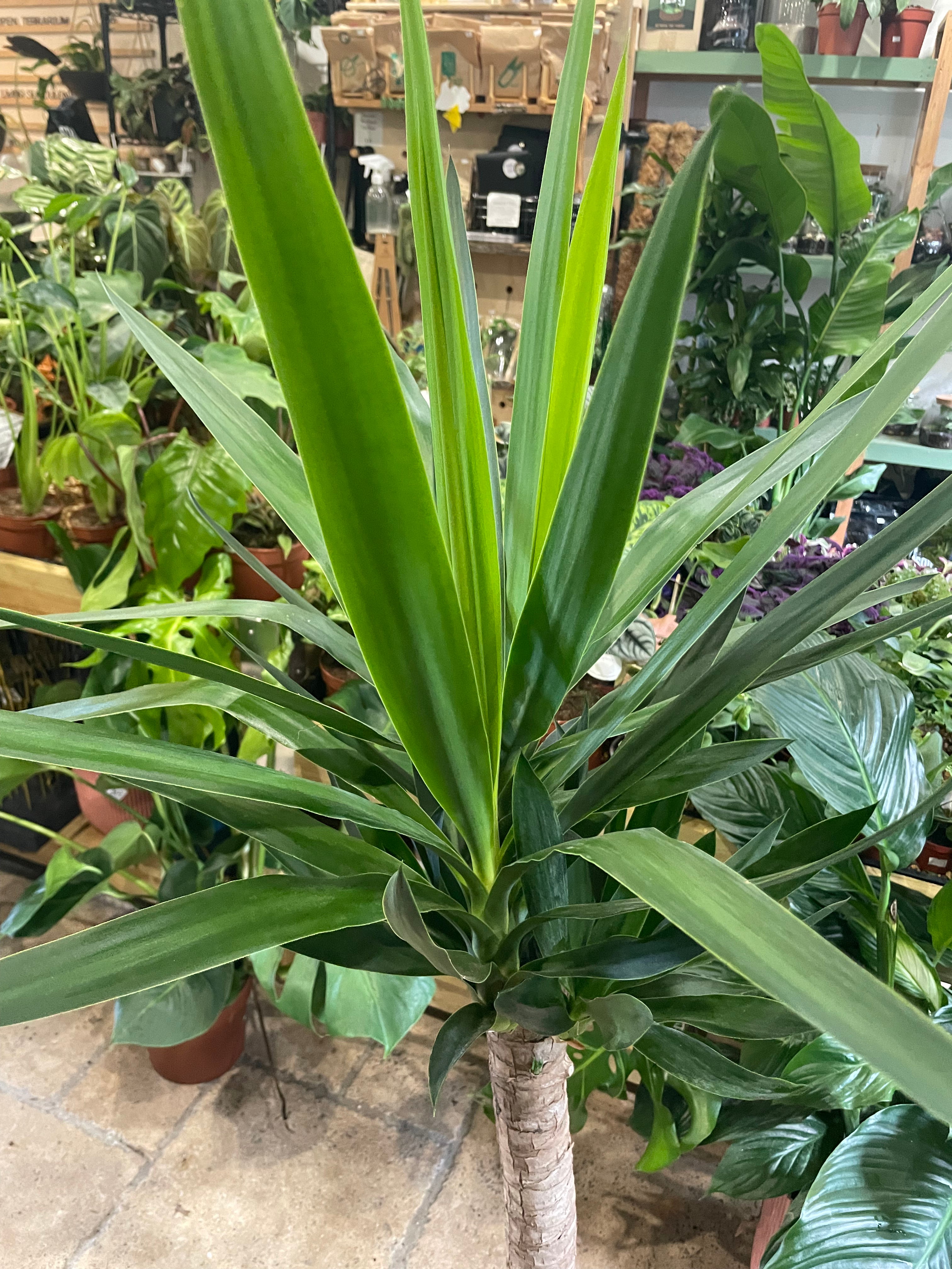 Yucca elephantipes (Spineless Yucca Plant)