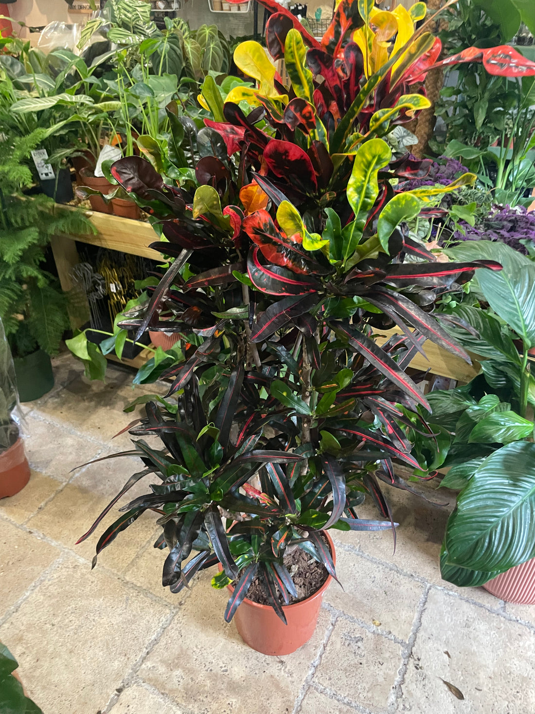 Codiaeum variagata Varieties (Croton/ Josephs Coat)