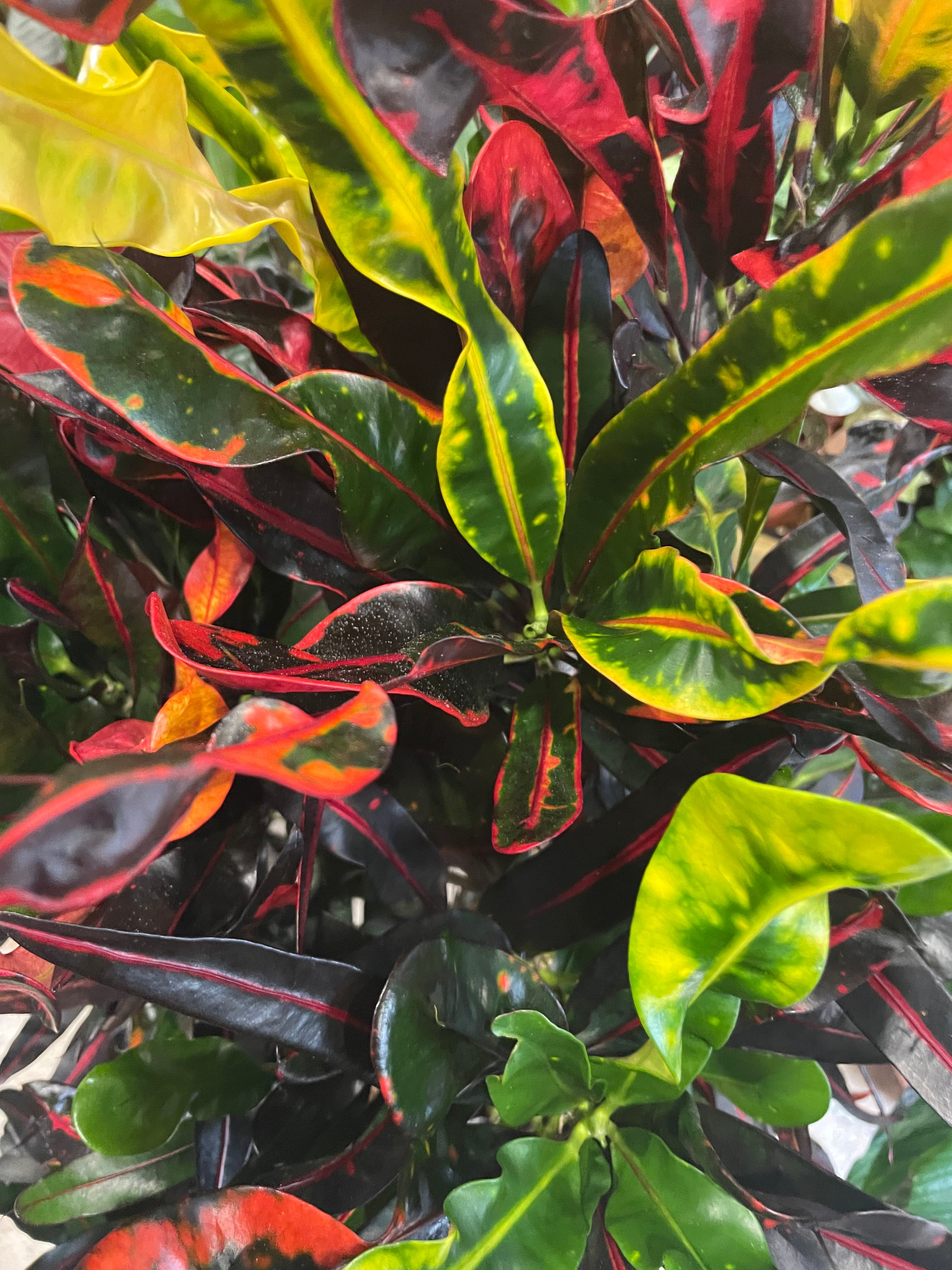 Codiaeum variagata Varieties (Croton/ Josephs Coat)