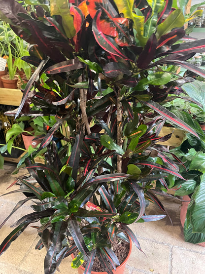 Codiaeum variagata Varieties (Croton/ Josephs Coat)