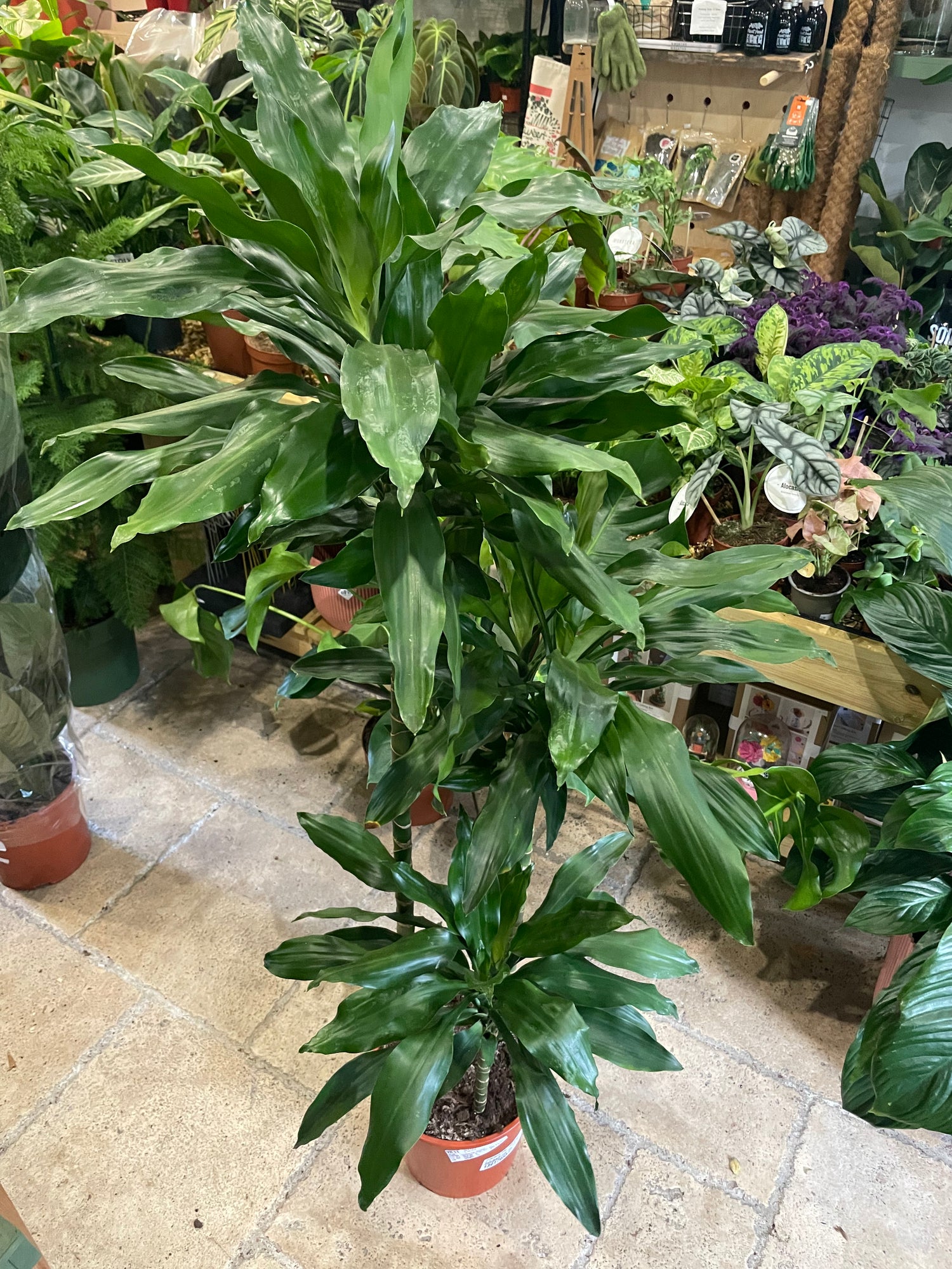 Dracaena fragarns &