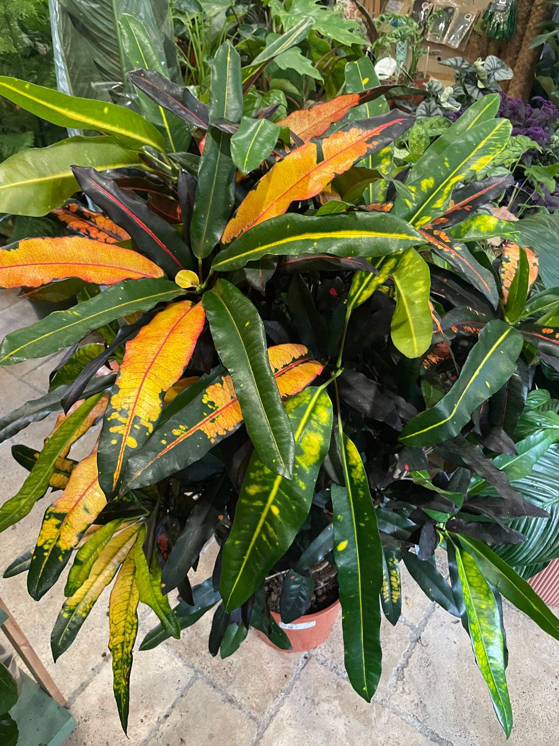 Codiaeum variagata Varieties (Croton/ Josephs Coat)