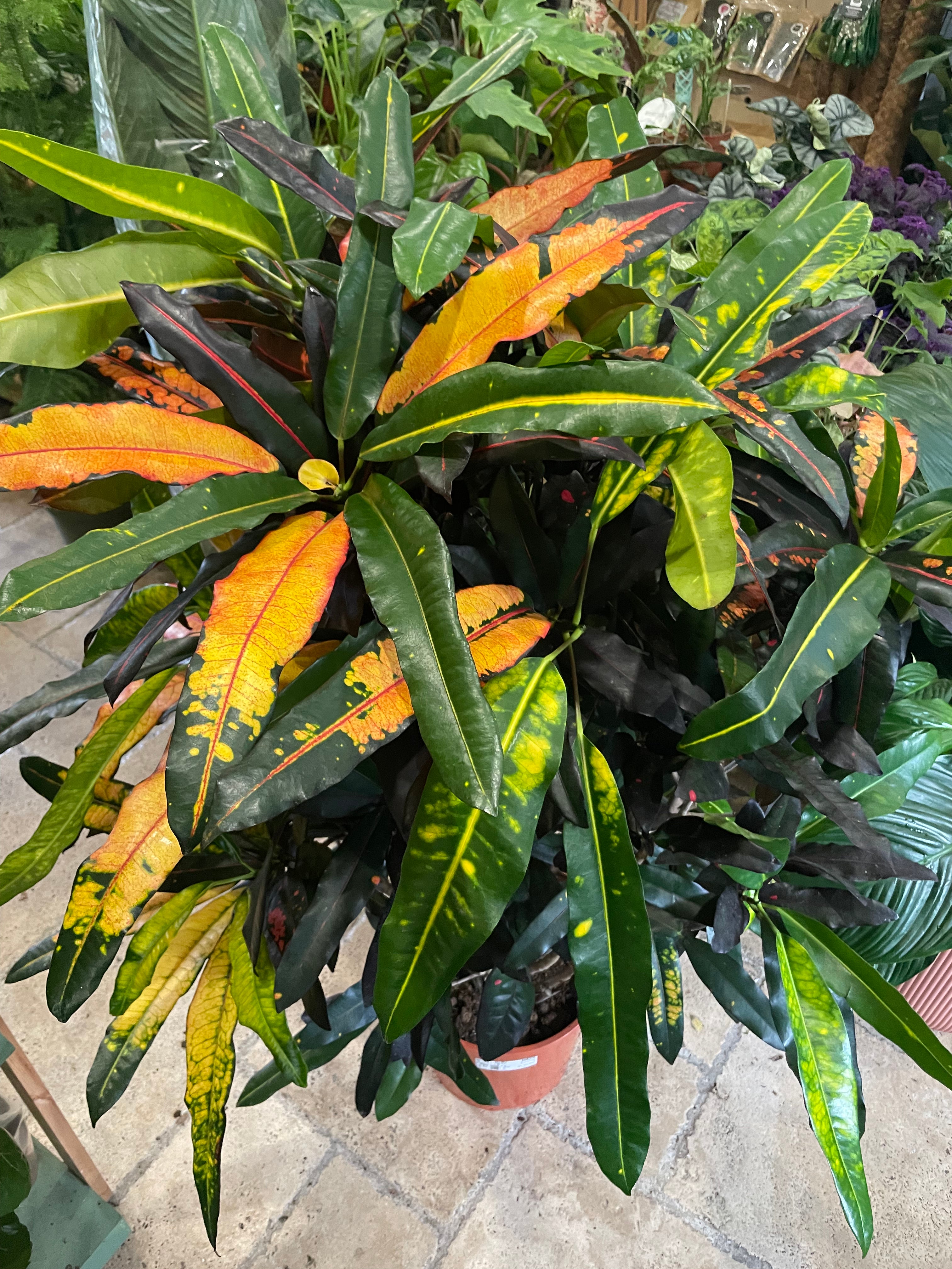 Codiaeum variagata Varieties (Croton/ Josephs Coat)