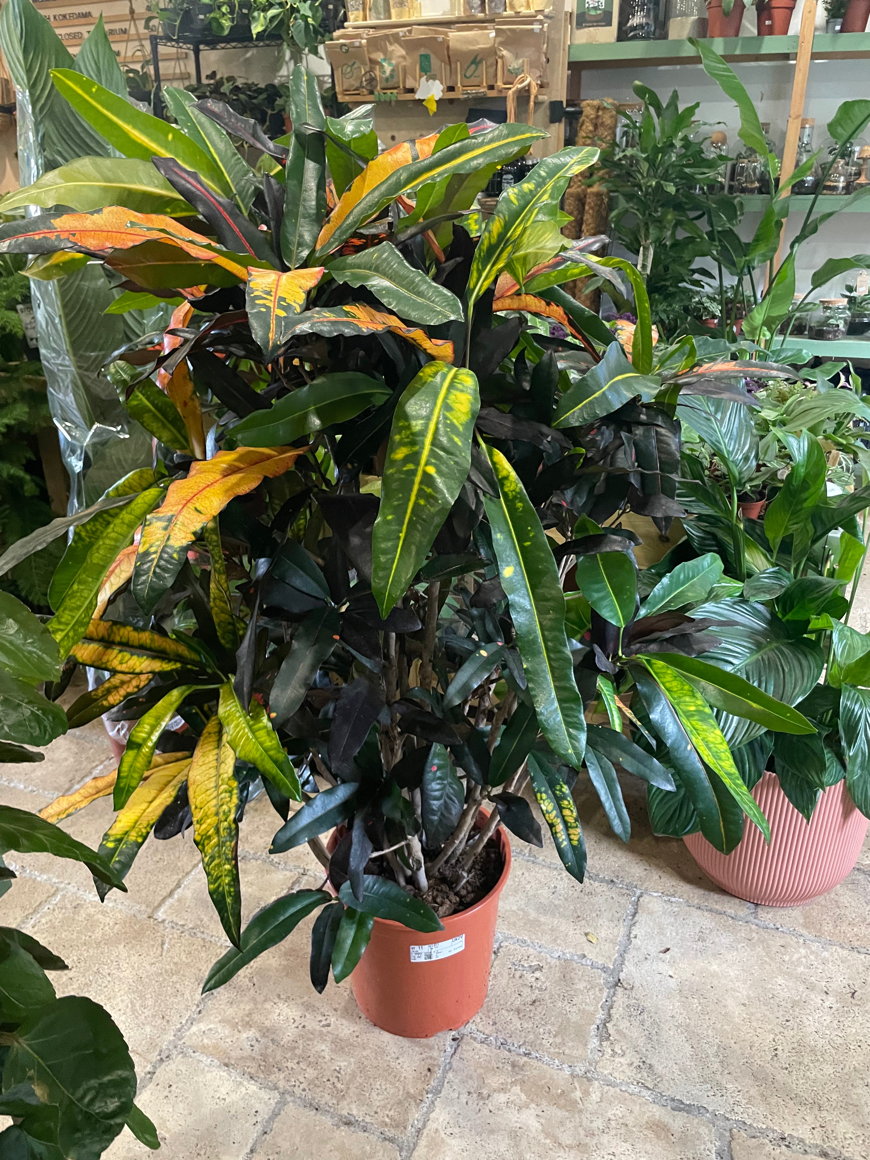 Codiaeum variagata Varieties (Croton/ Josephs Coat)