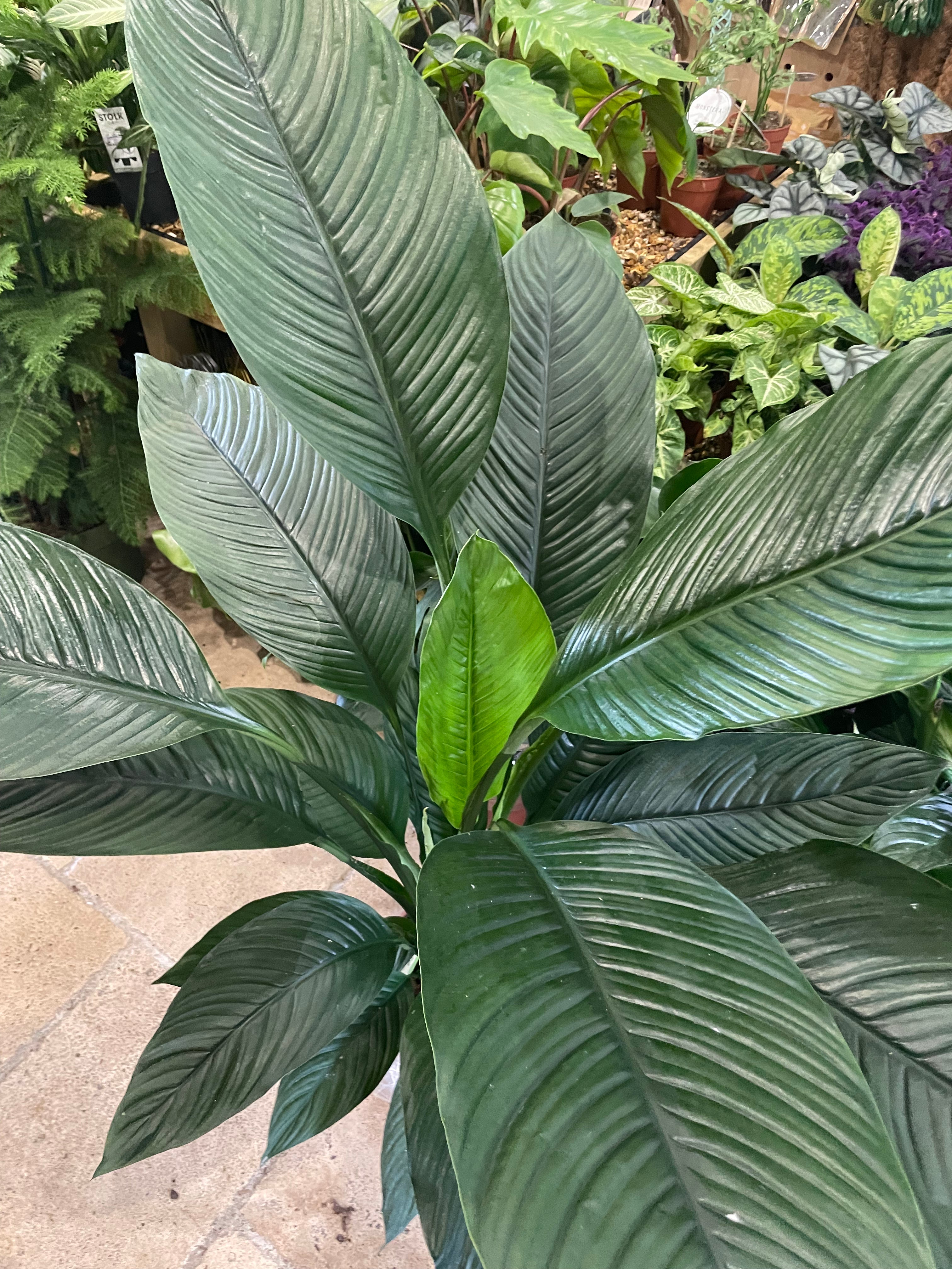 Spathiphyllum &