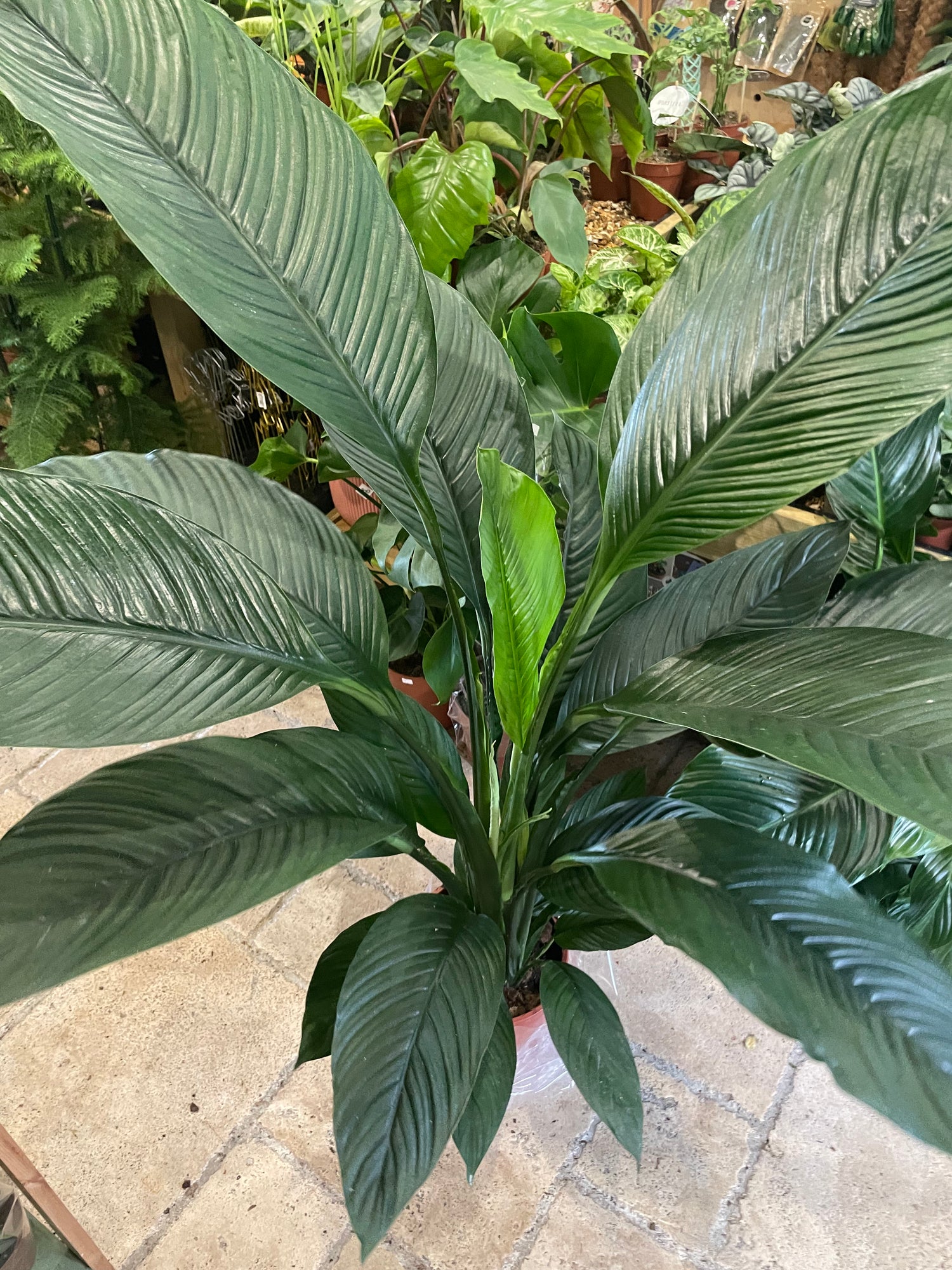 Spathiphyllum &