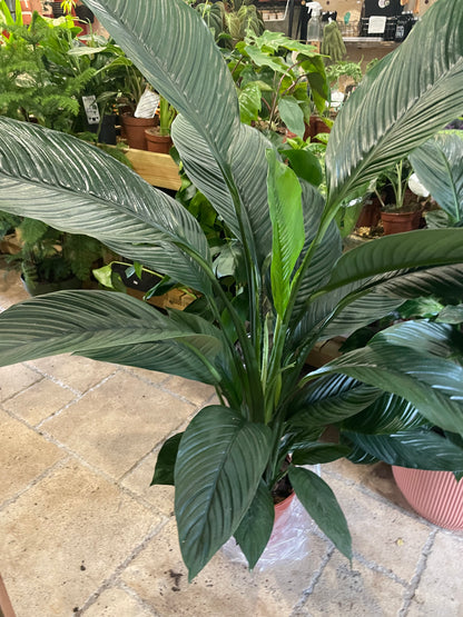 Spathiphyllum &