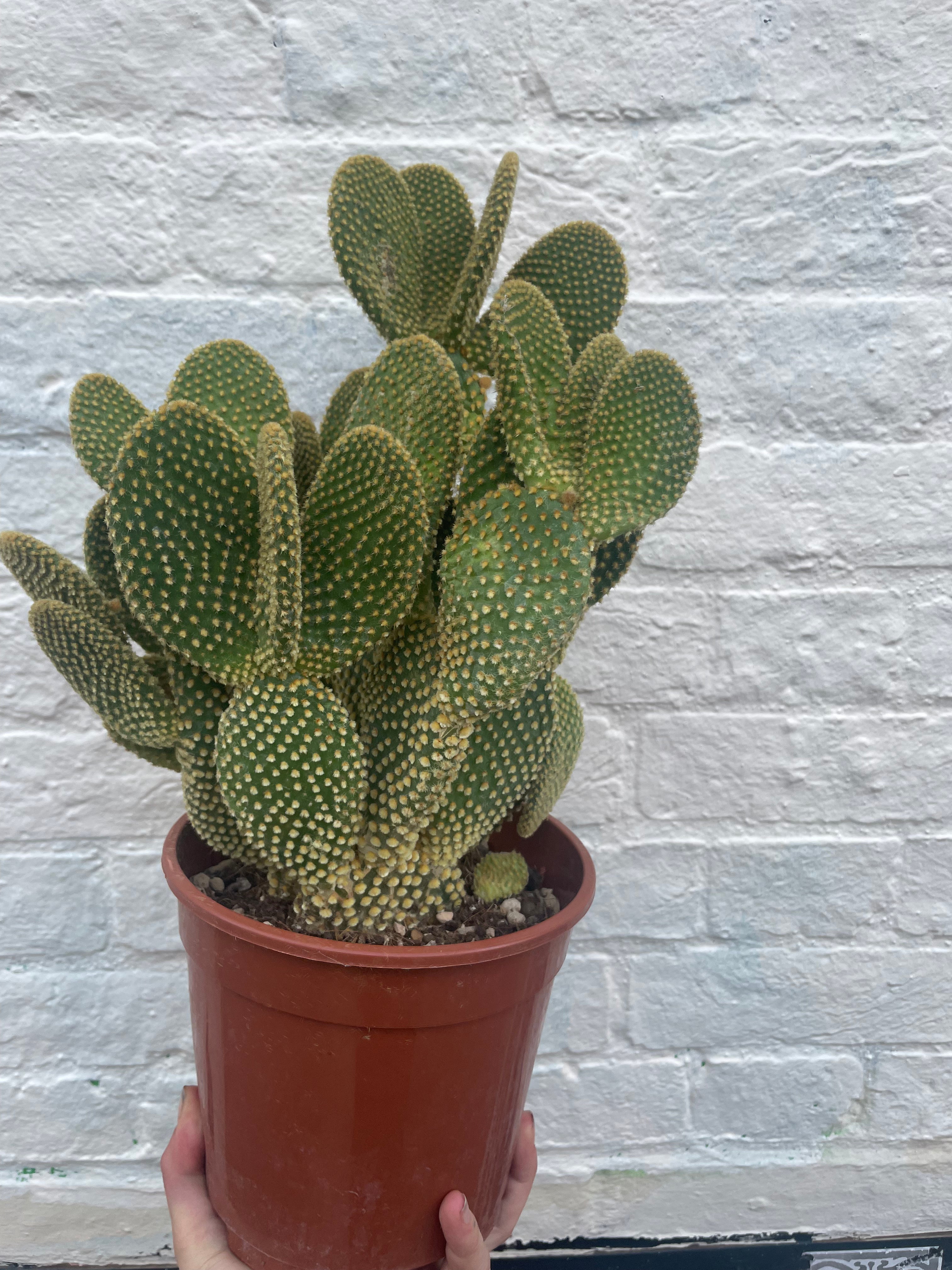 Opuntia microdasys Varieties (Bunny ear/ Angel wing cactus)