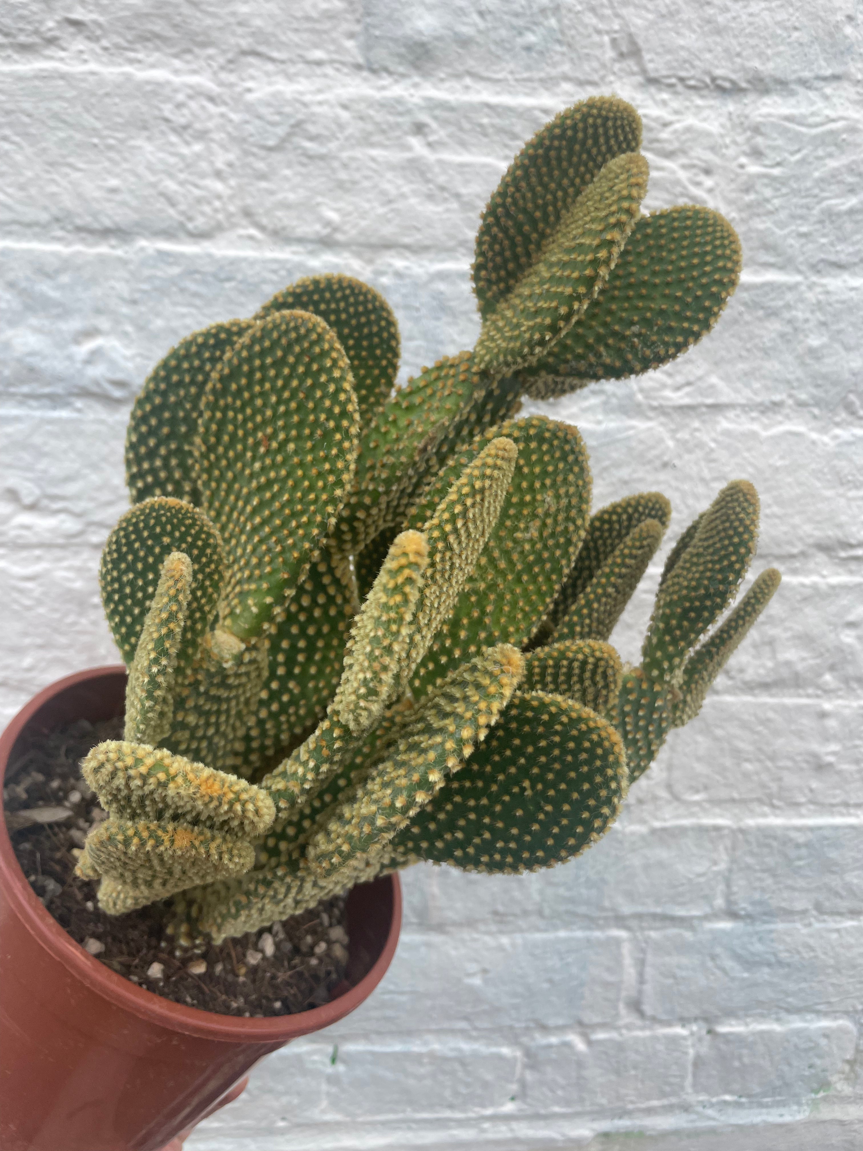 Opuntia microdasys Varieties (Bunny ear/ Angel wing cactus)