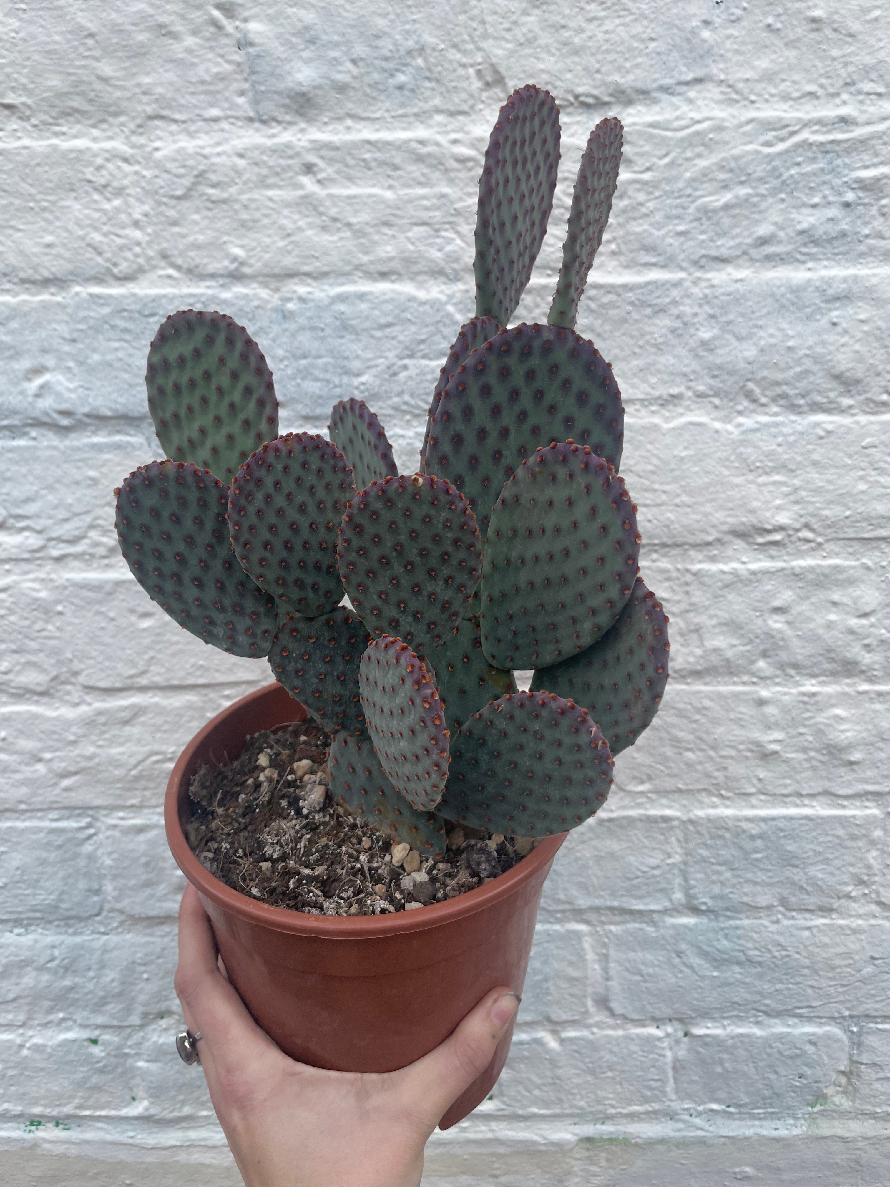 Opuntia microdasys Varieties (Bunny ear/ Angel wing cactus)