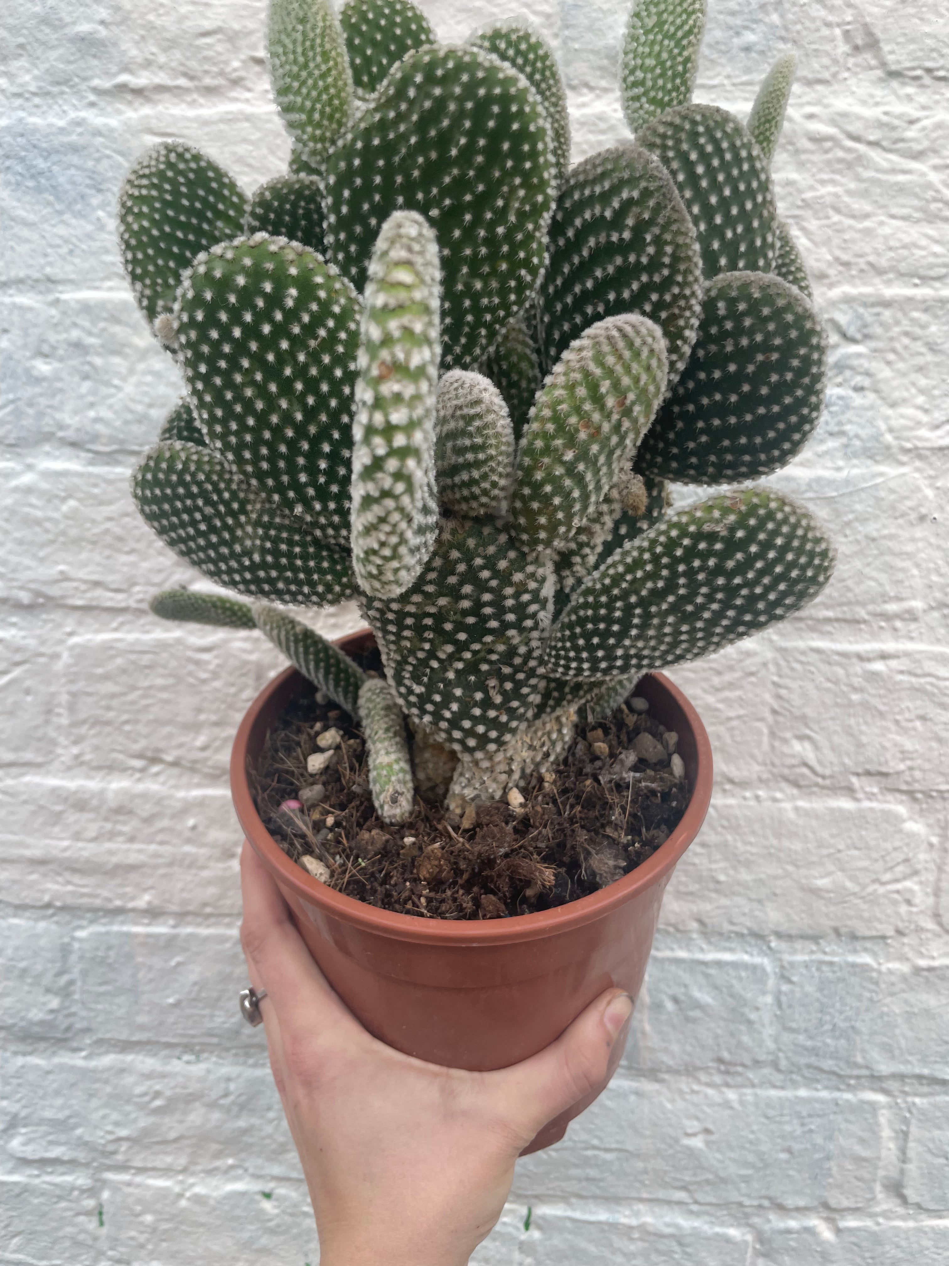 Opuntia microdasys Varieties (Bunny ear/ Angel wing cactus)