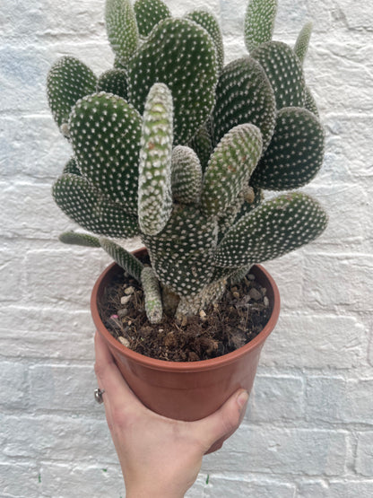 Opuntia microdasys Varieties (Bunny ear/ Angel wing cactus)