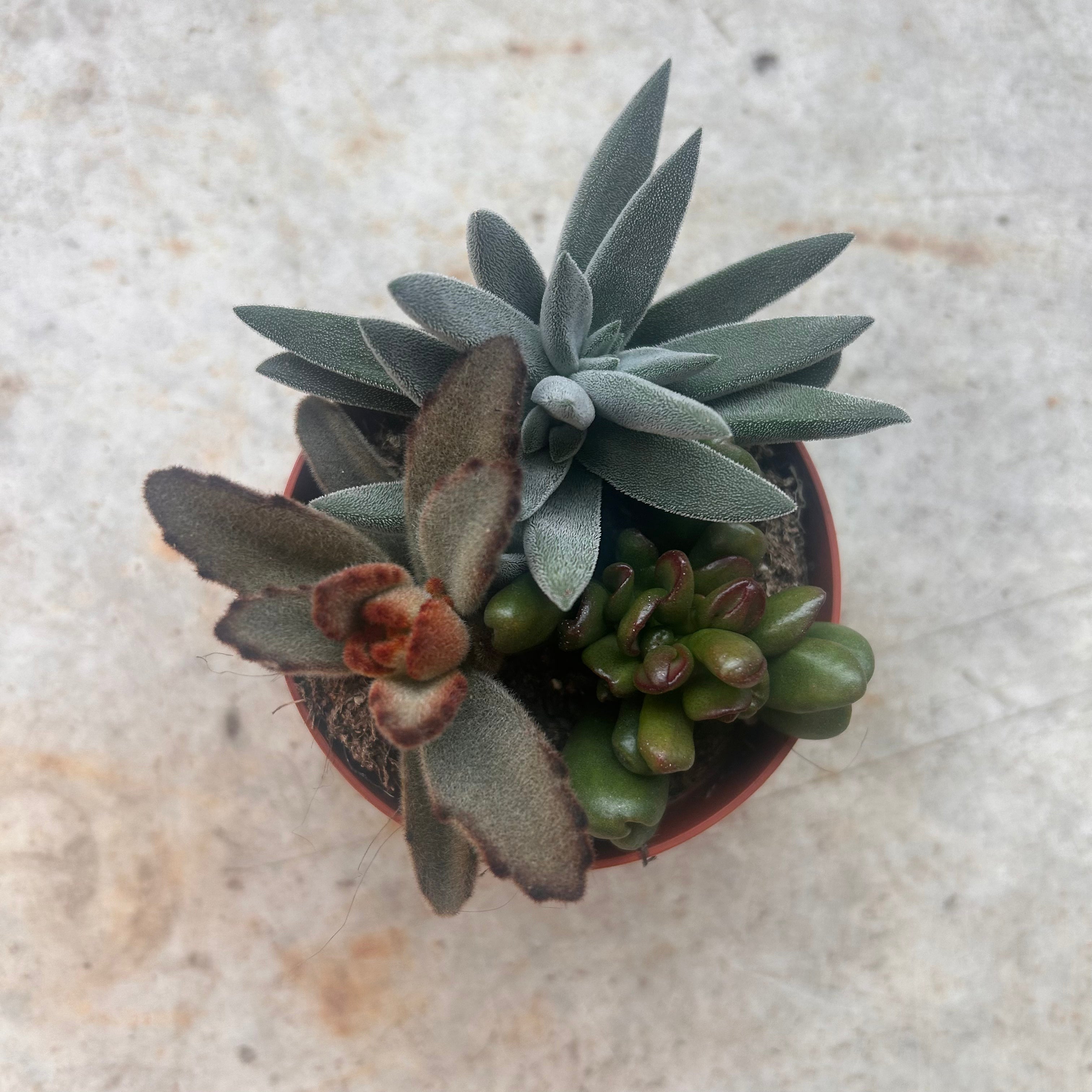 Trio of succulents in one pot