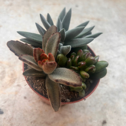 Trio of succulents in one pot