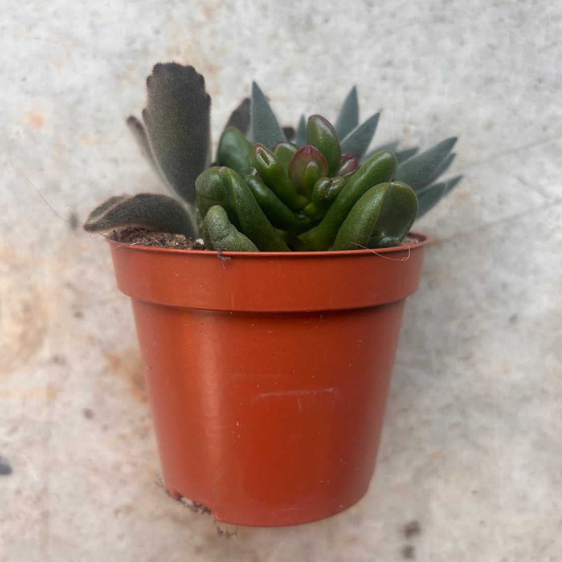 Trio of succulents in one pot