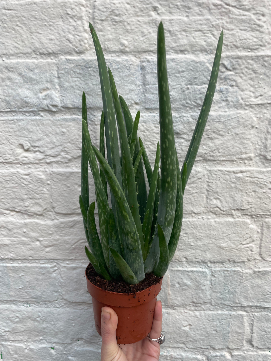 Aloe vera (Succulent plant)