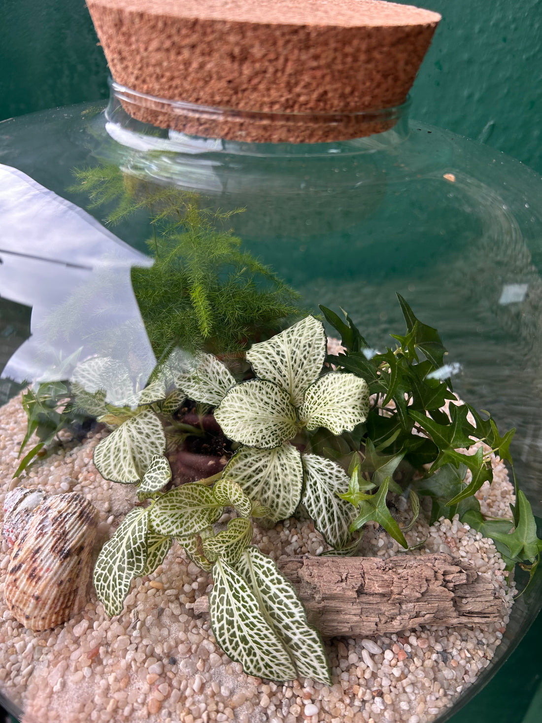 Extra large terrarium in beautiful vessel