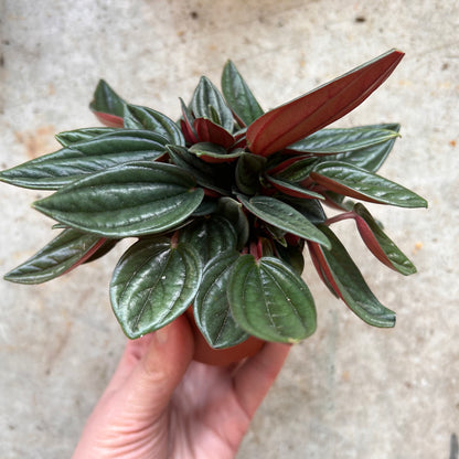 Peperomia Caperata &