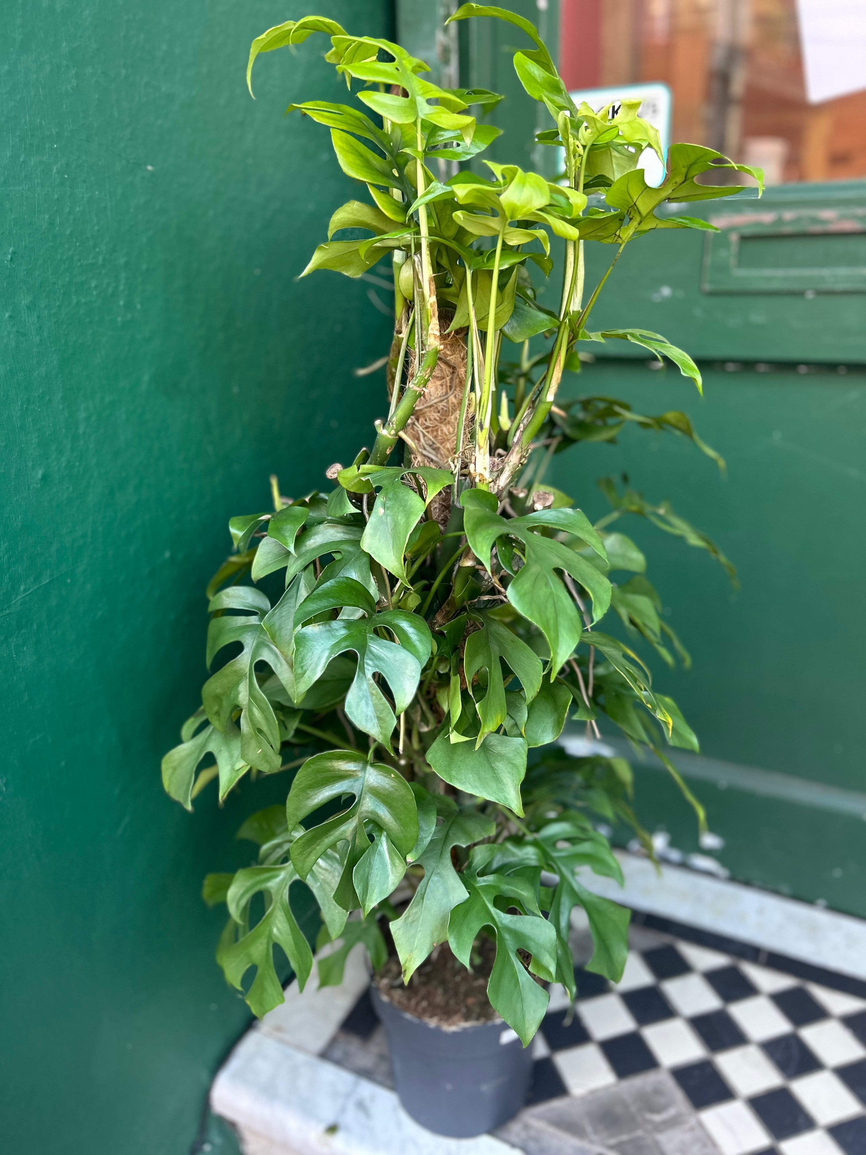 Rhaphidophora tetrasperma (Monstera Minima)