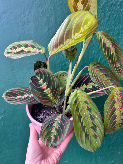 PRE-ORDER VALENTINES SPECIAL! Maranta Fascinatorprayer plant, pink pot and card - only £16!