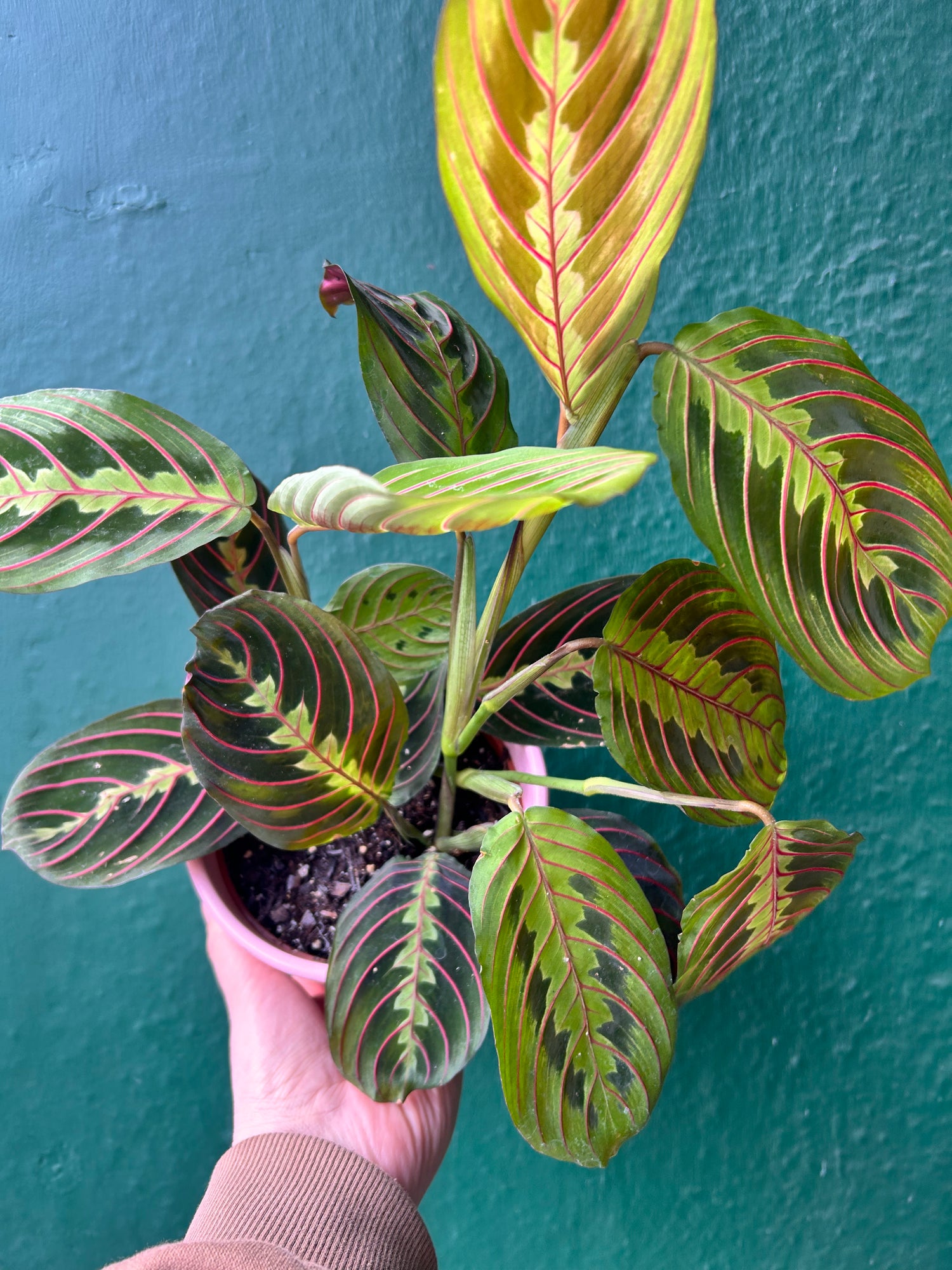 PRE-ORDER VALENTINES SPECIAL! Maranta Fascinatorprayer plant, pink pot and card - only £16!