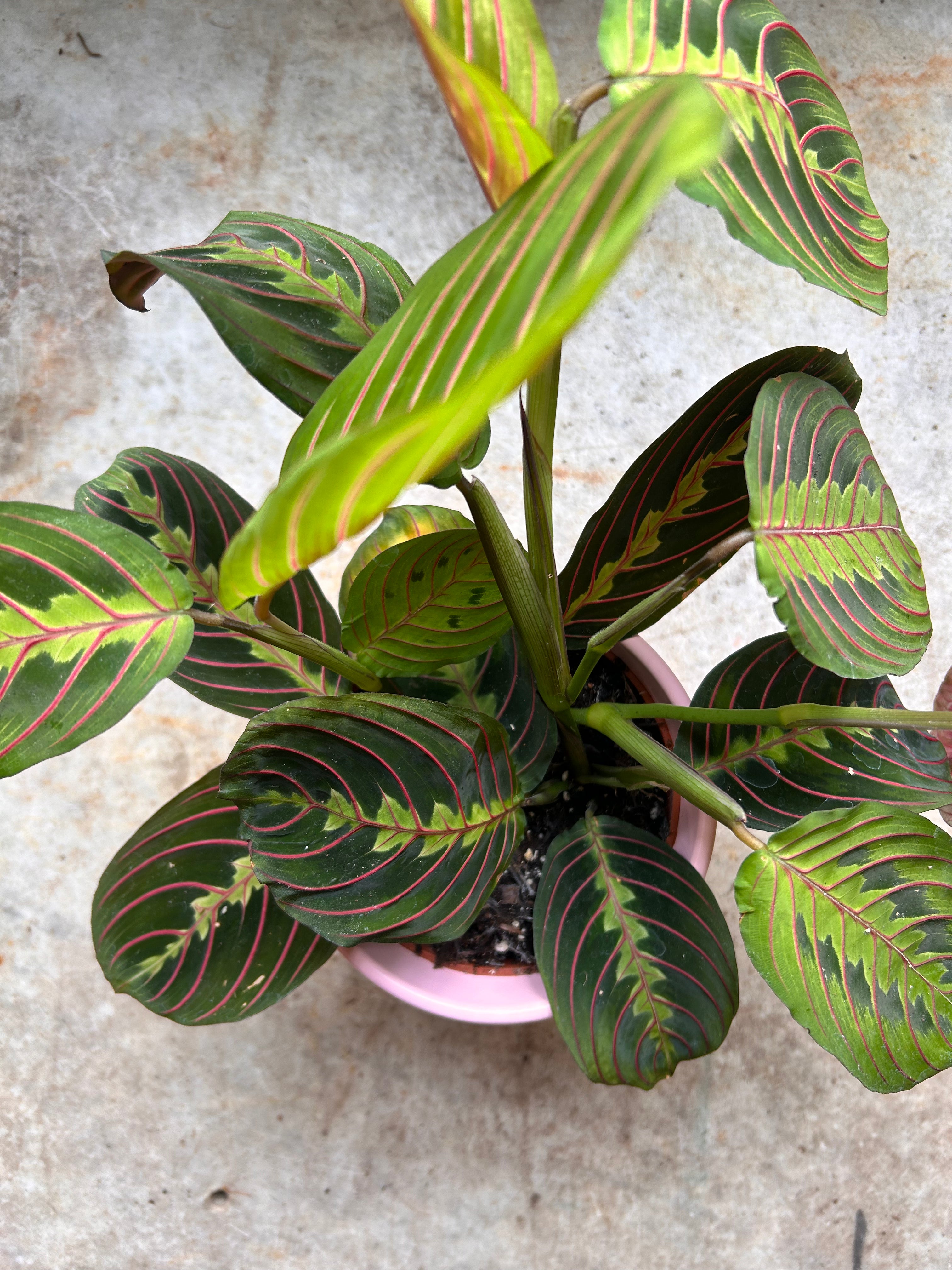 PRE-ORDER VALENTINES SPECIAL! Maranta Fascinatorprayer plant, pink pot and card - only £16!