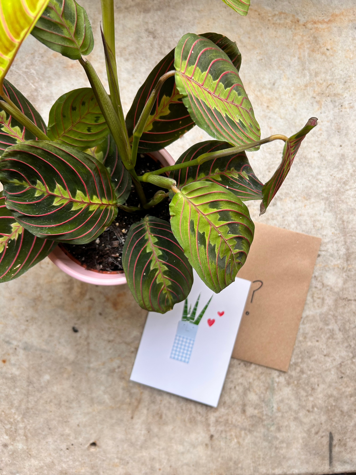 PRE-ORDER VALENTINES SPECIAL! Maranta Fascinatorprayer plant, pink pot and card - only £16!