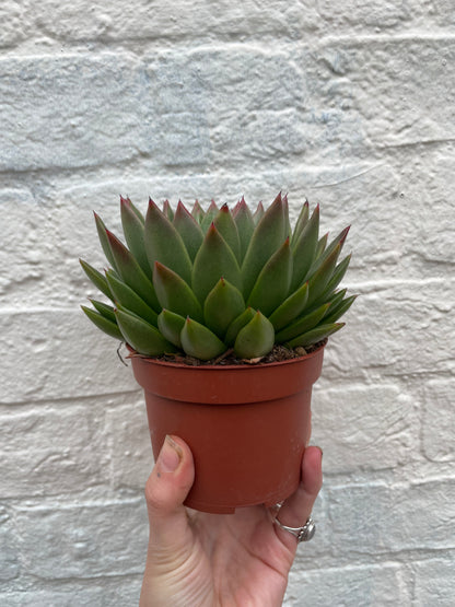 Echeveria agavoides (Succulent)