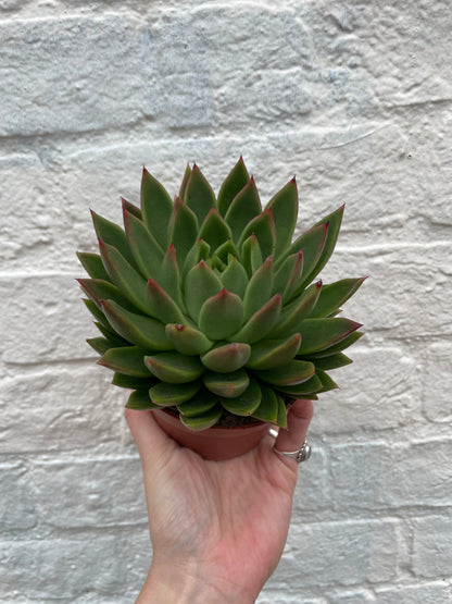 Echeveria agavoides (Succulent)