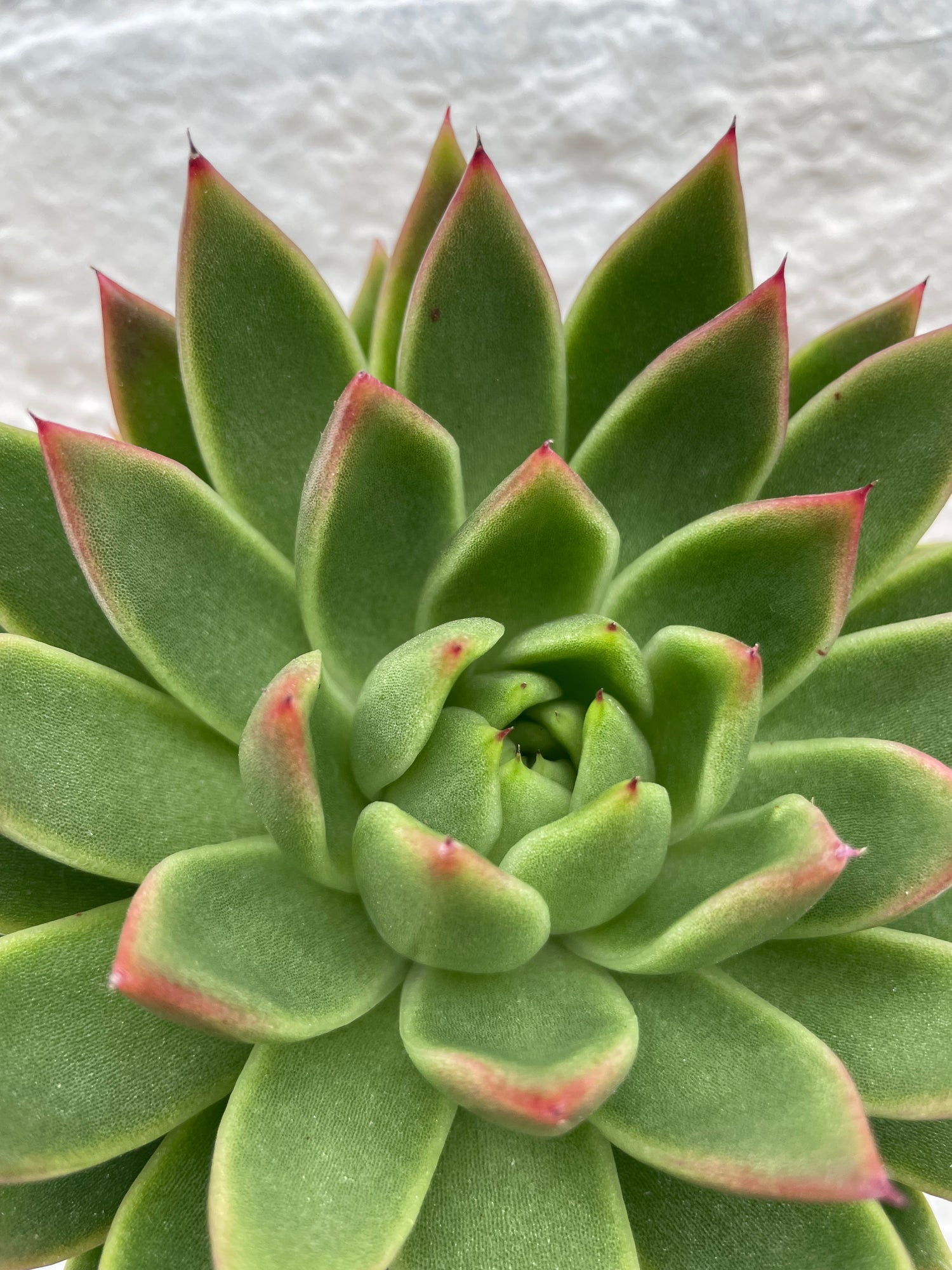 Echeveria agavoides (Succulent)