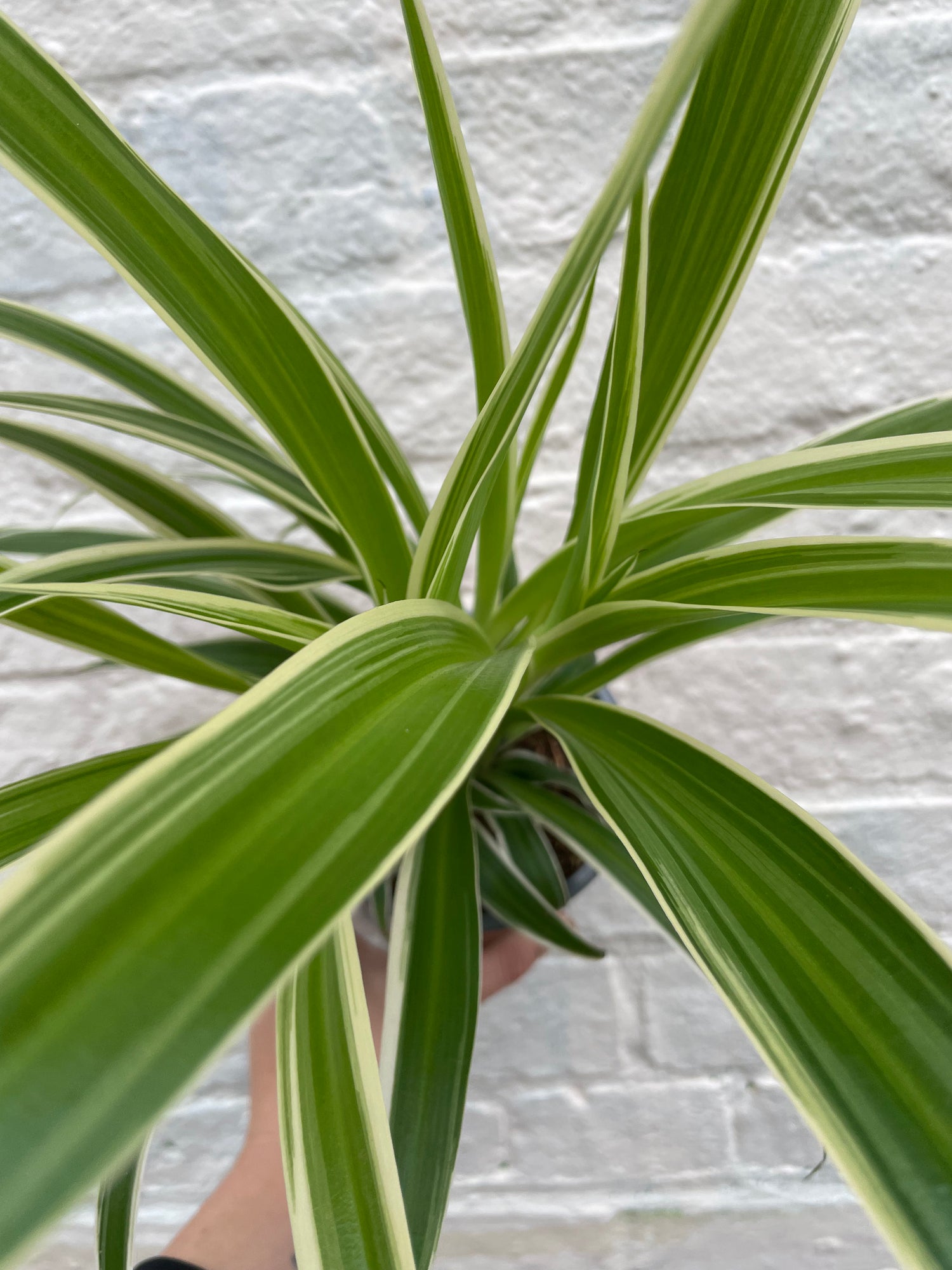 Chlorophytum comosum (Spider Plant)