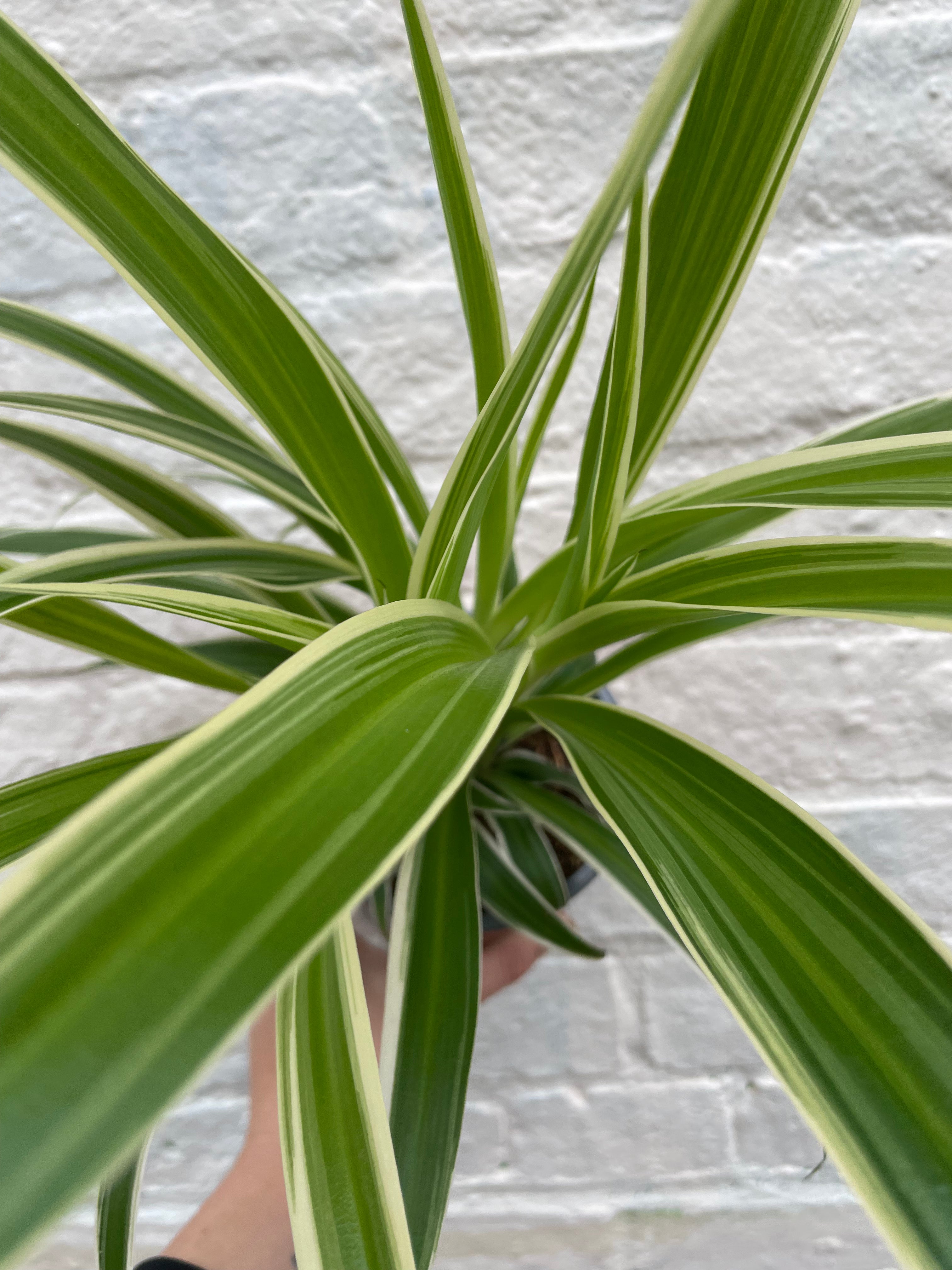 Chlorophytum comosum (Spider Plant)