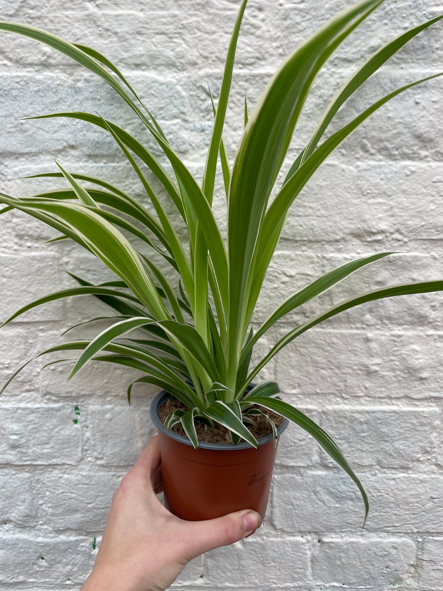 Chlorophytum comosum (Spider Plant)