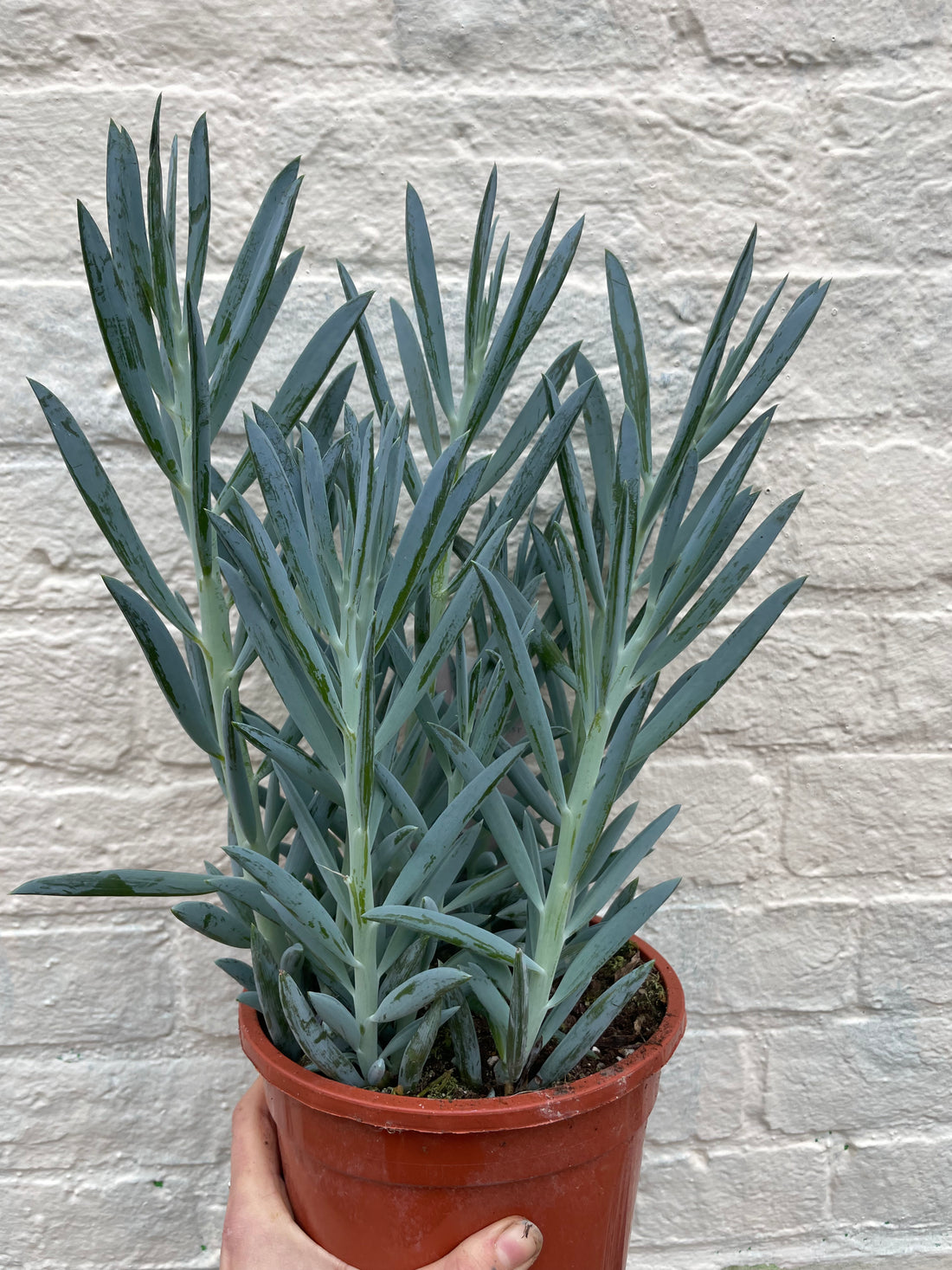 Curio ficoides ( Skyscraper Succulent) (Various Varieties)