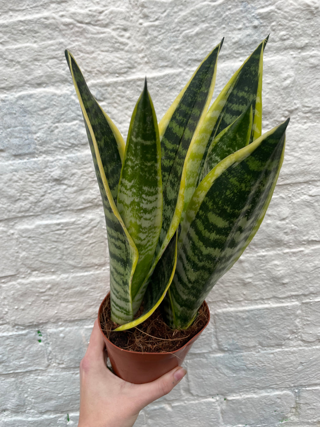 Sansevieria &