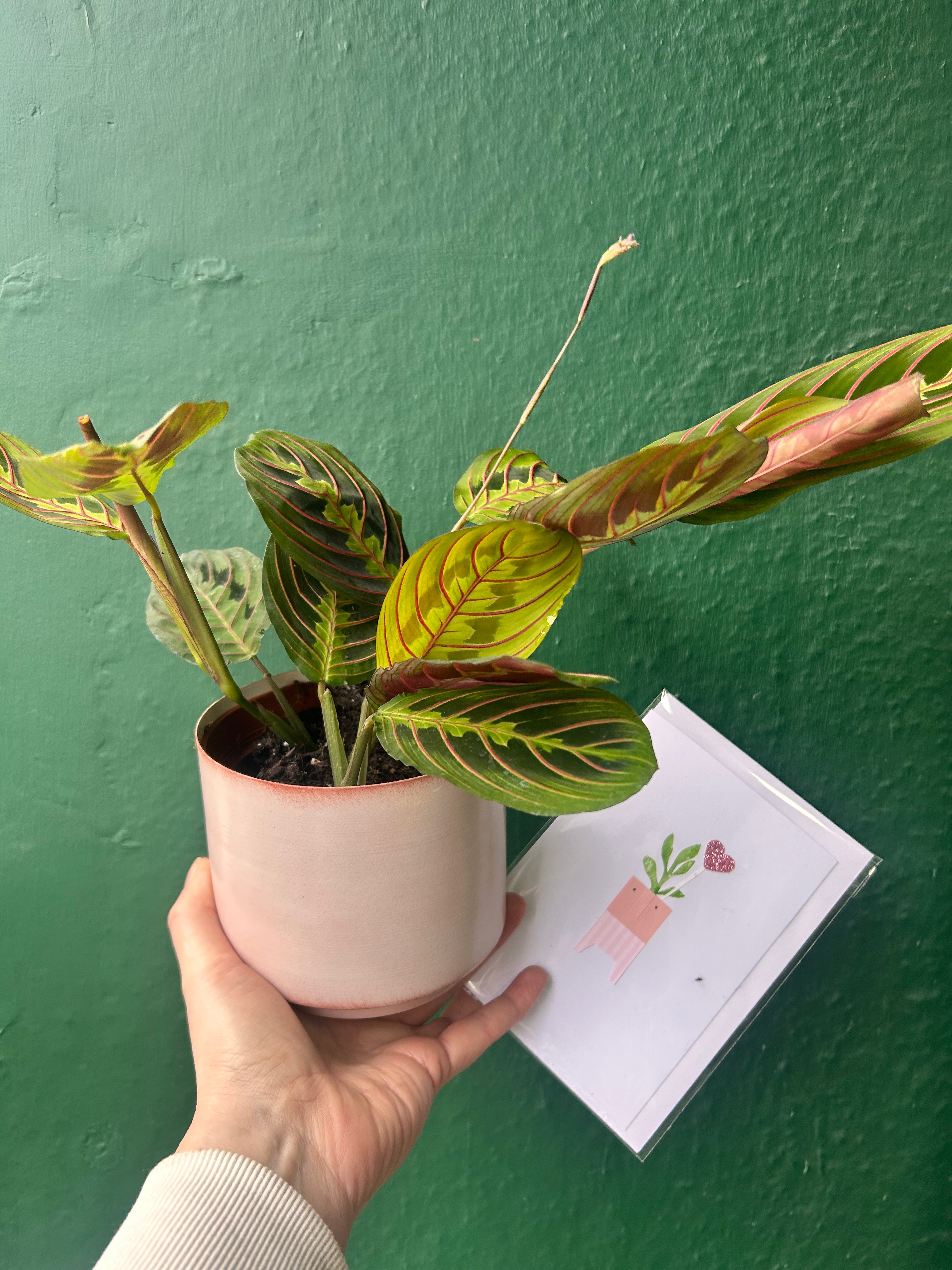 VALENTINES SPECIAL! Maranta Fascinator prayer plant, pink pot and card - only £16!