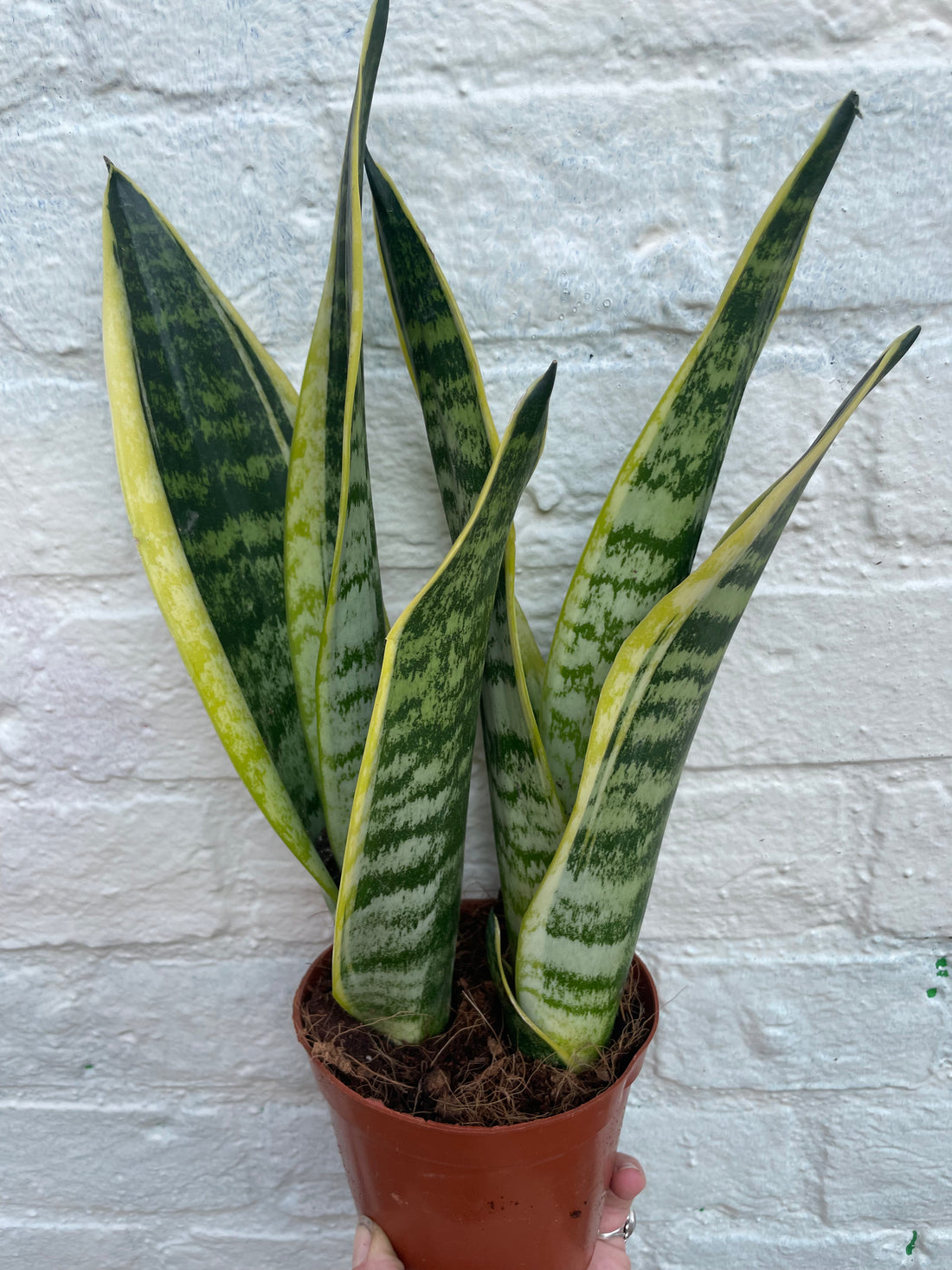 Sansevieria &