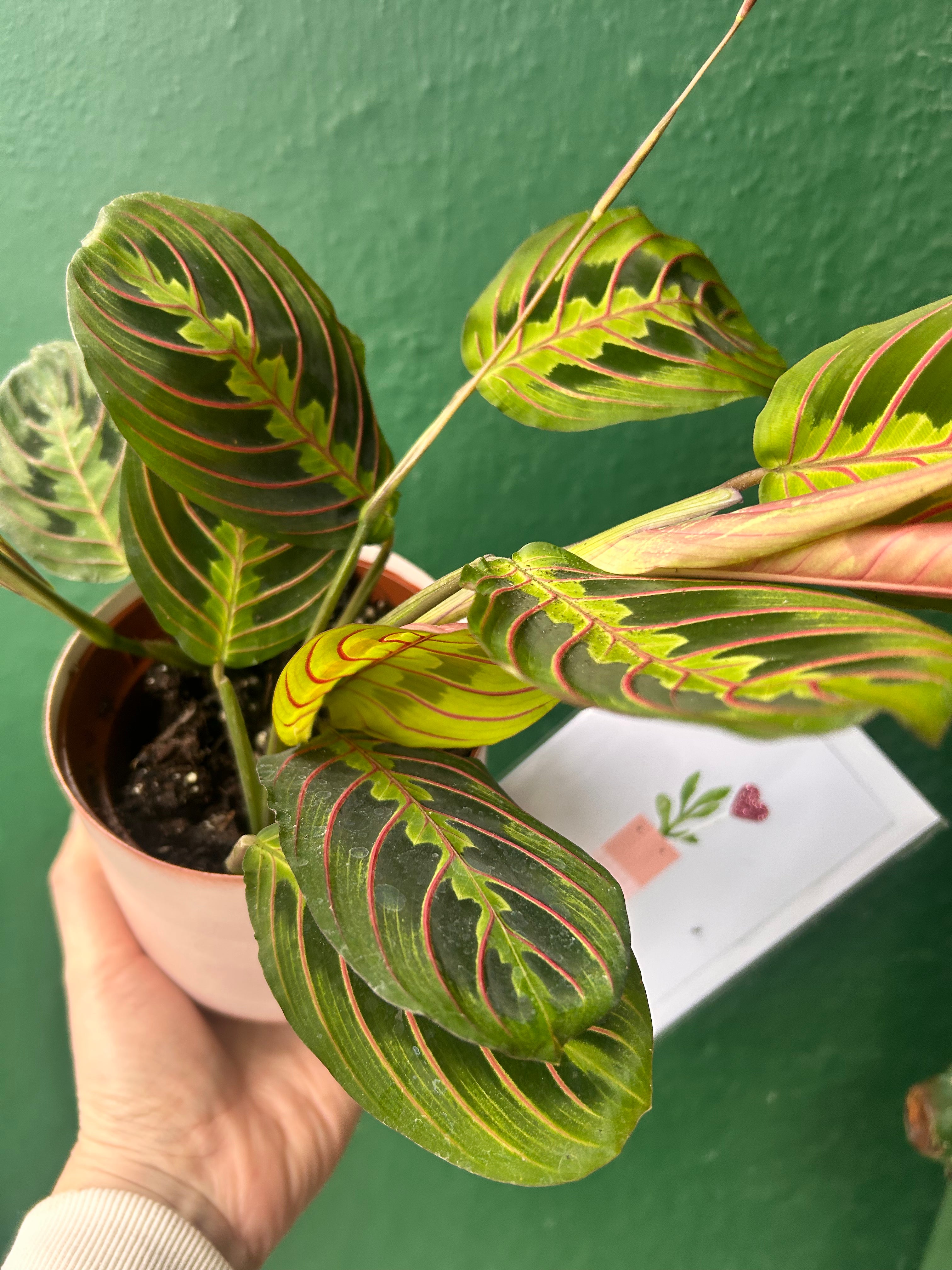 VALENTINES SPECIAL! Maranta Fascinator prayer plant, pink pot and card - only £16!